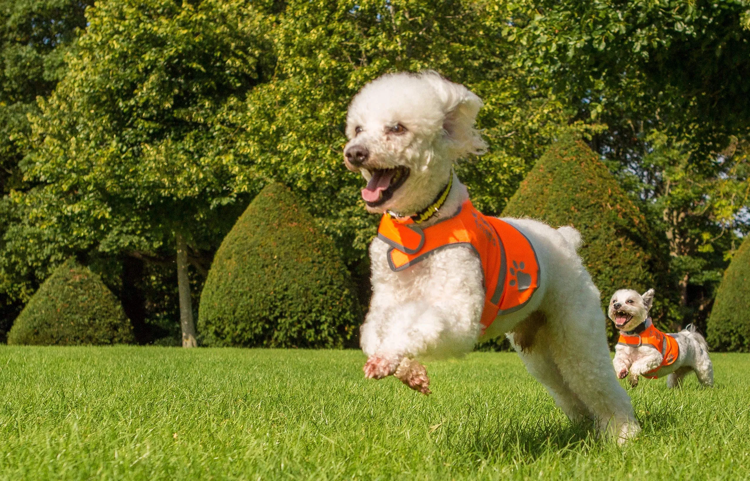 4LegsFriend Gilet Riflettente di Sicurezza per Cani, Arancione, Taglia Small - immagine 10