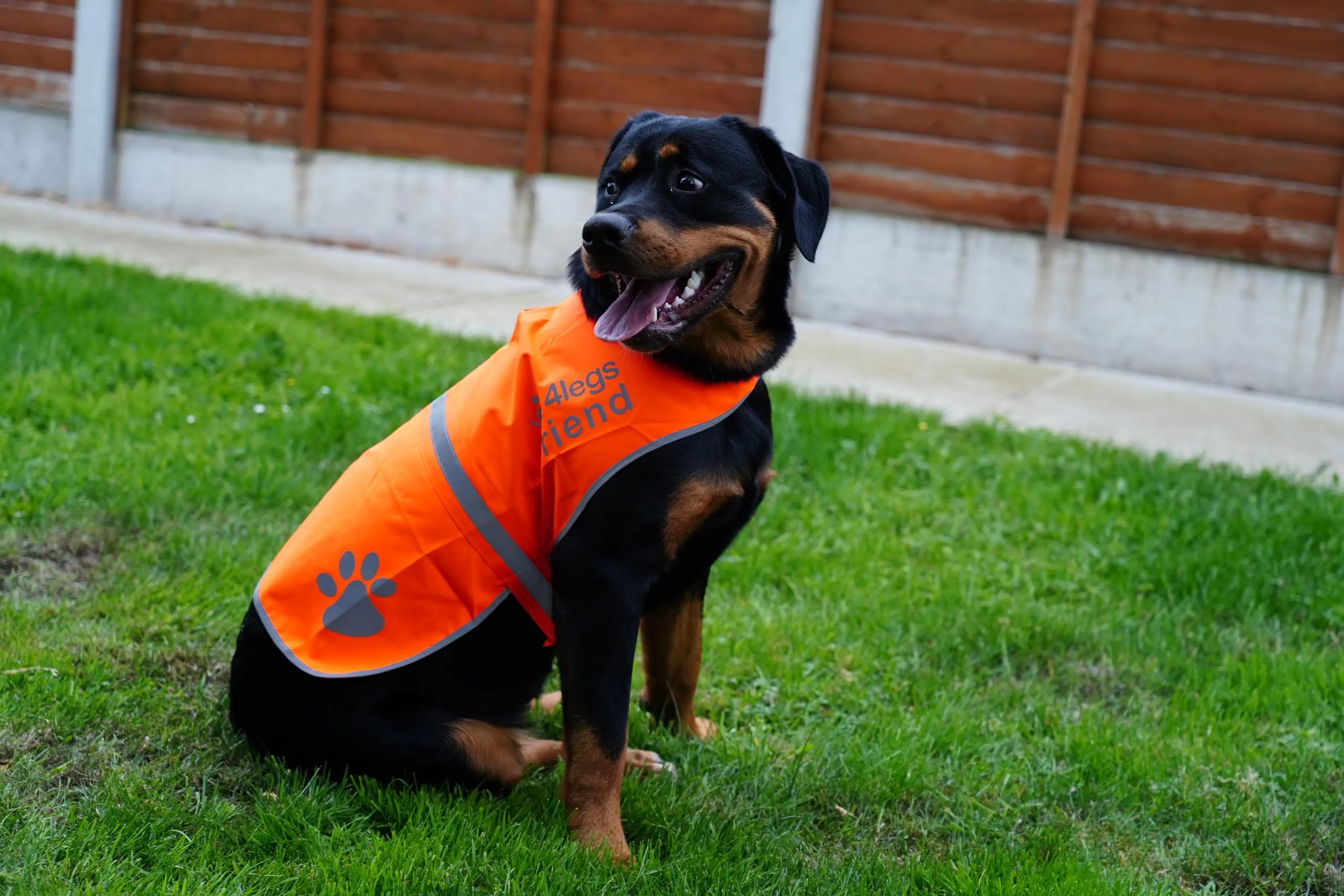 4LegsFriend Gilet riflettente per cane, Extra Small, Arancione - immagine 8