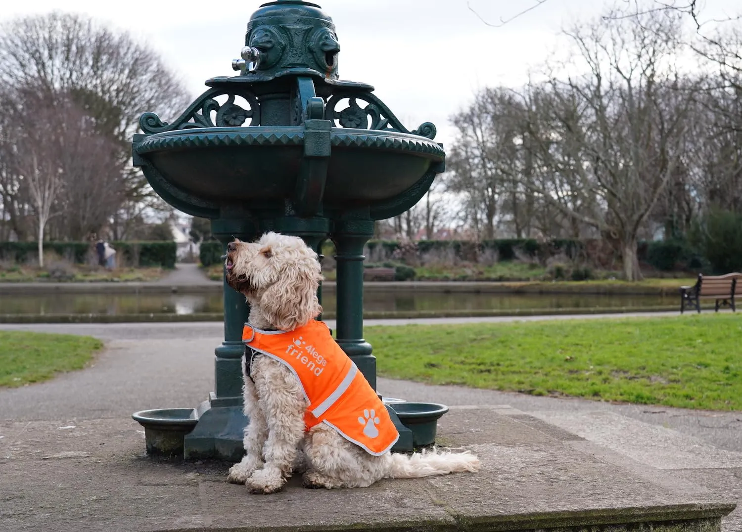 4LegsFriend Gilet Riflettente per Cane, Alta Visibilità, Arancione, Extra Large - immagine 8