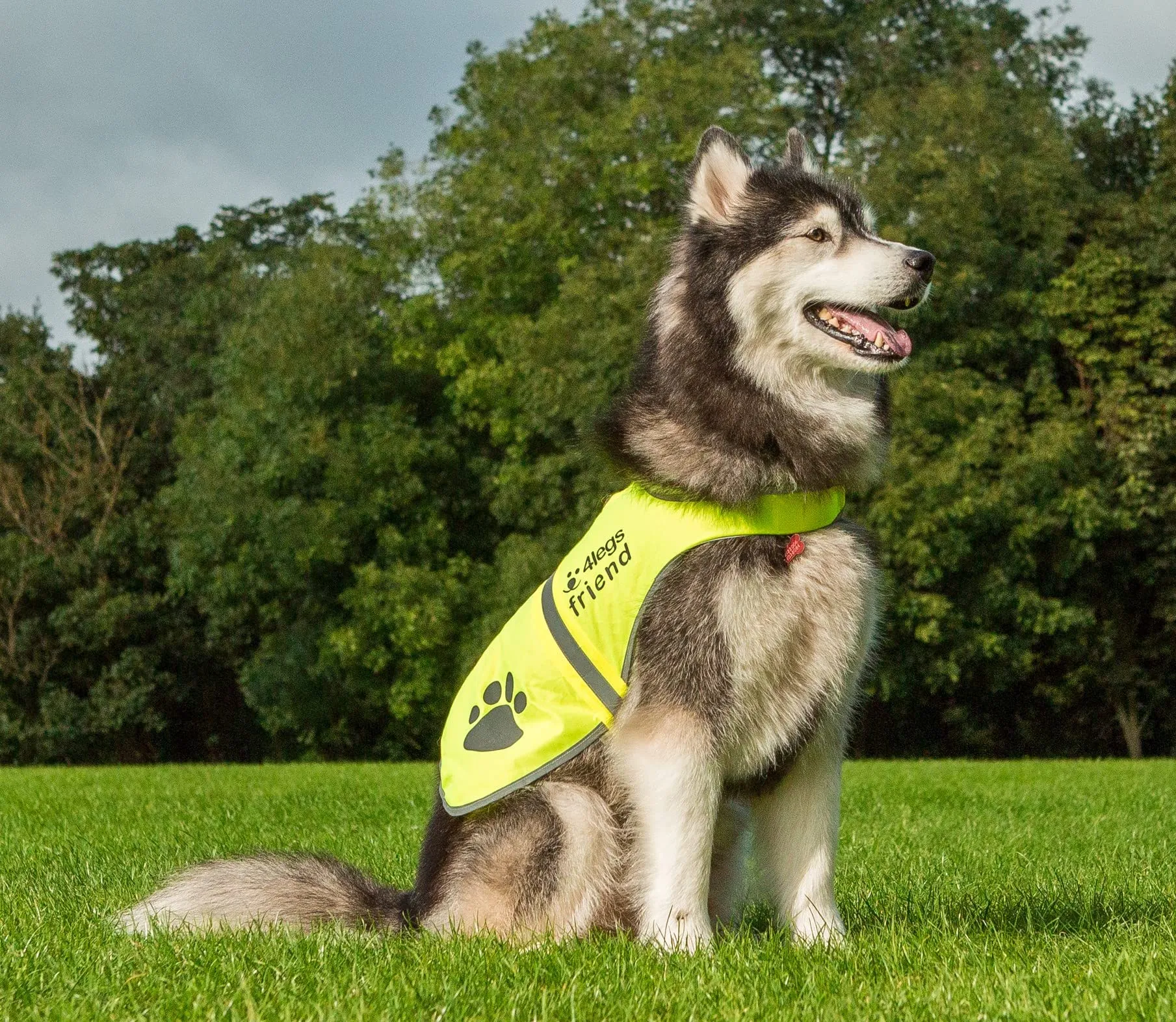 4LegsFriend Gilet riflettente per cane, Extra Small, Giallo - immagine 6
