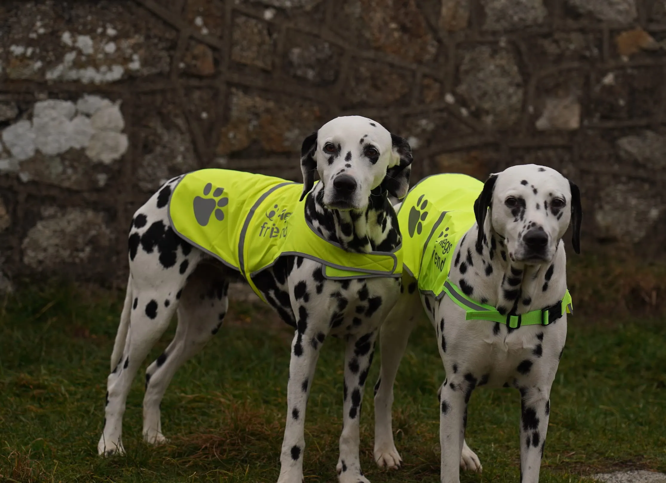 4LegsFriend Giubbotto Riflettente di Sicurezza per Cani, Giallo, Small - immagine 7