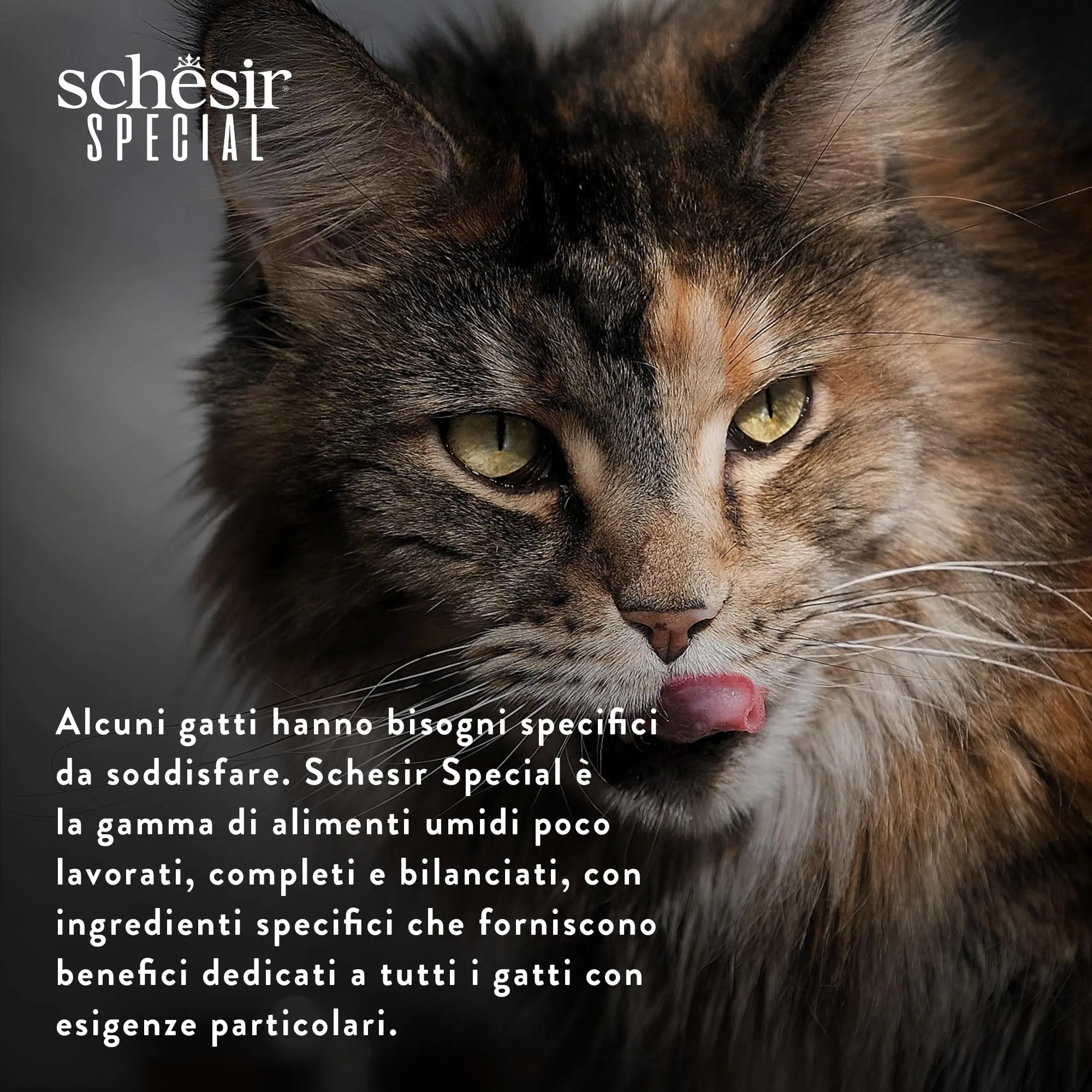 Schesir Special Light Filetti di Pollo in Mousse Alimento Umido Completo per Gatti Grain Free, 12 x 70g - immagine 7