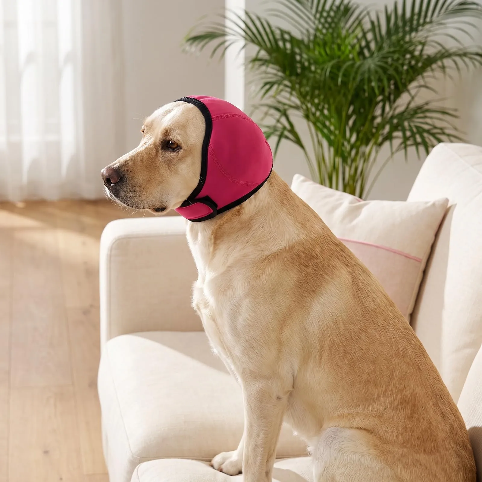 Naapesi Paraorecchie Antirumore per Cani, Fascia Elastica Calmante per Ansia, Bagno e Toelettatura (S-Rosa) - immagine 6
