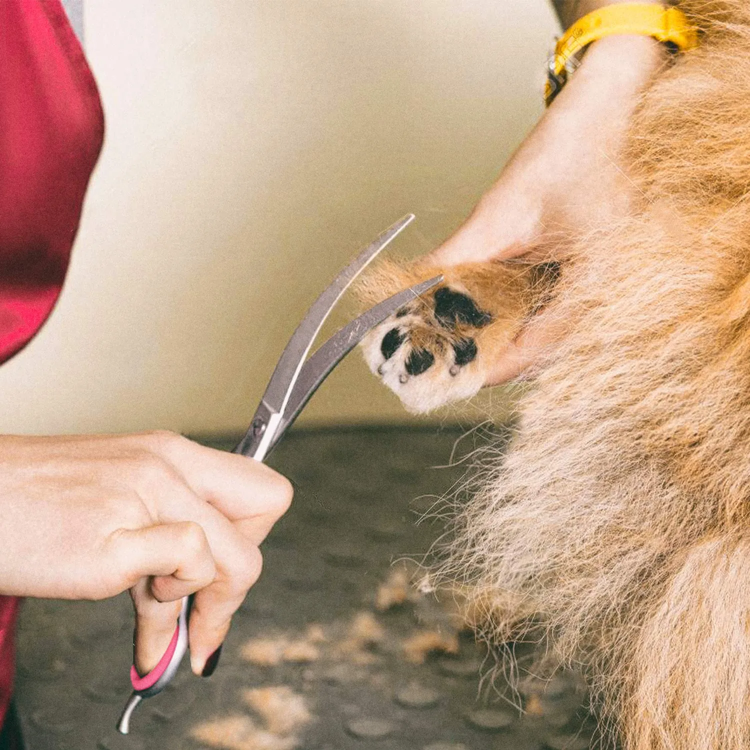 Gimars 4CR Set Forbici da Toelettatura per Cani e Gatti 6 in 1 in Acciaio Inossidabile con Punta Rotonda di Sicurezza - immagine 5
