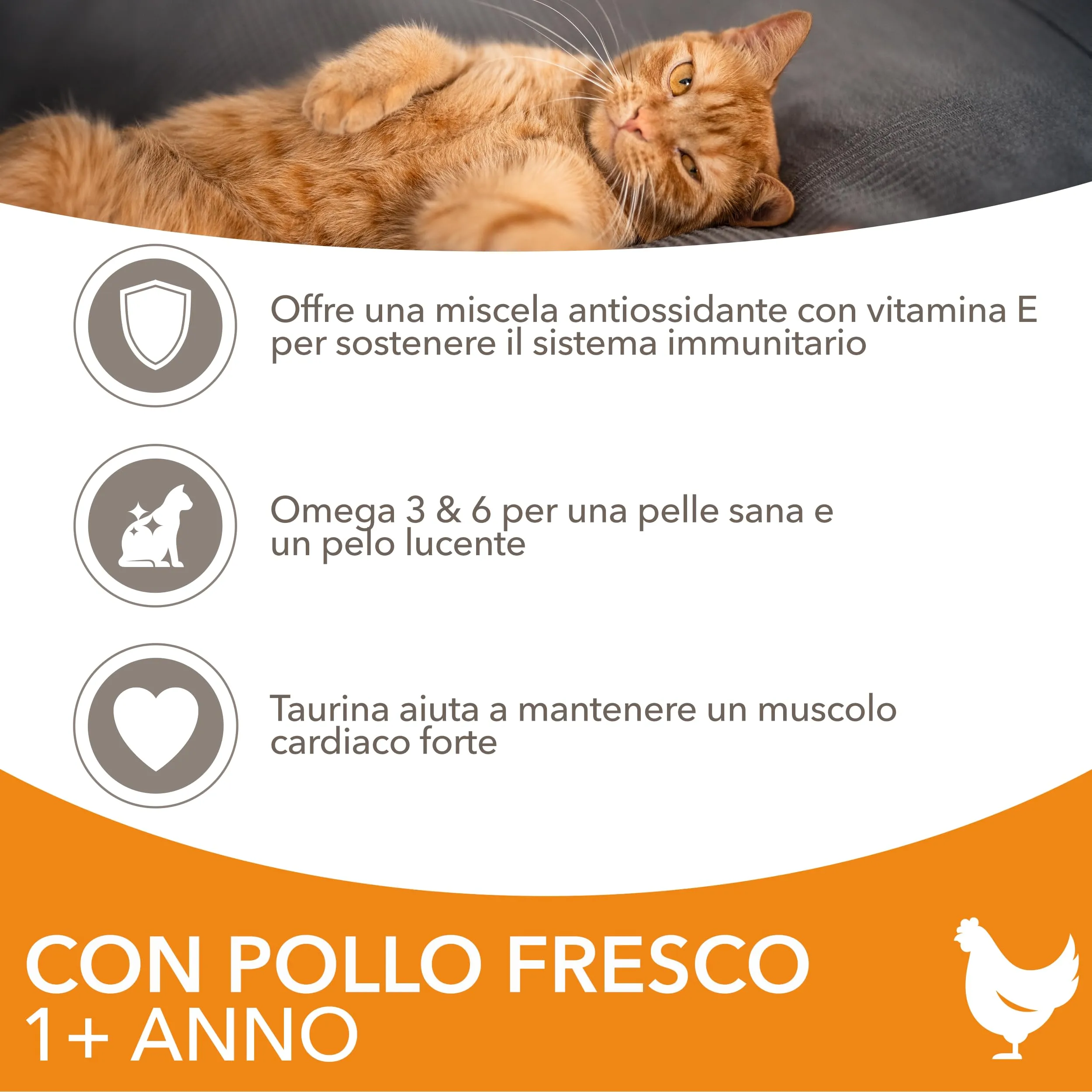 IAMS Cibo secco per gatti 1-6 anni al pollo fresco, 3 kg - immagine 3