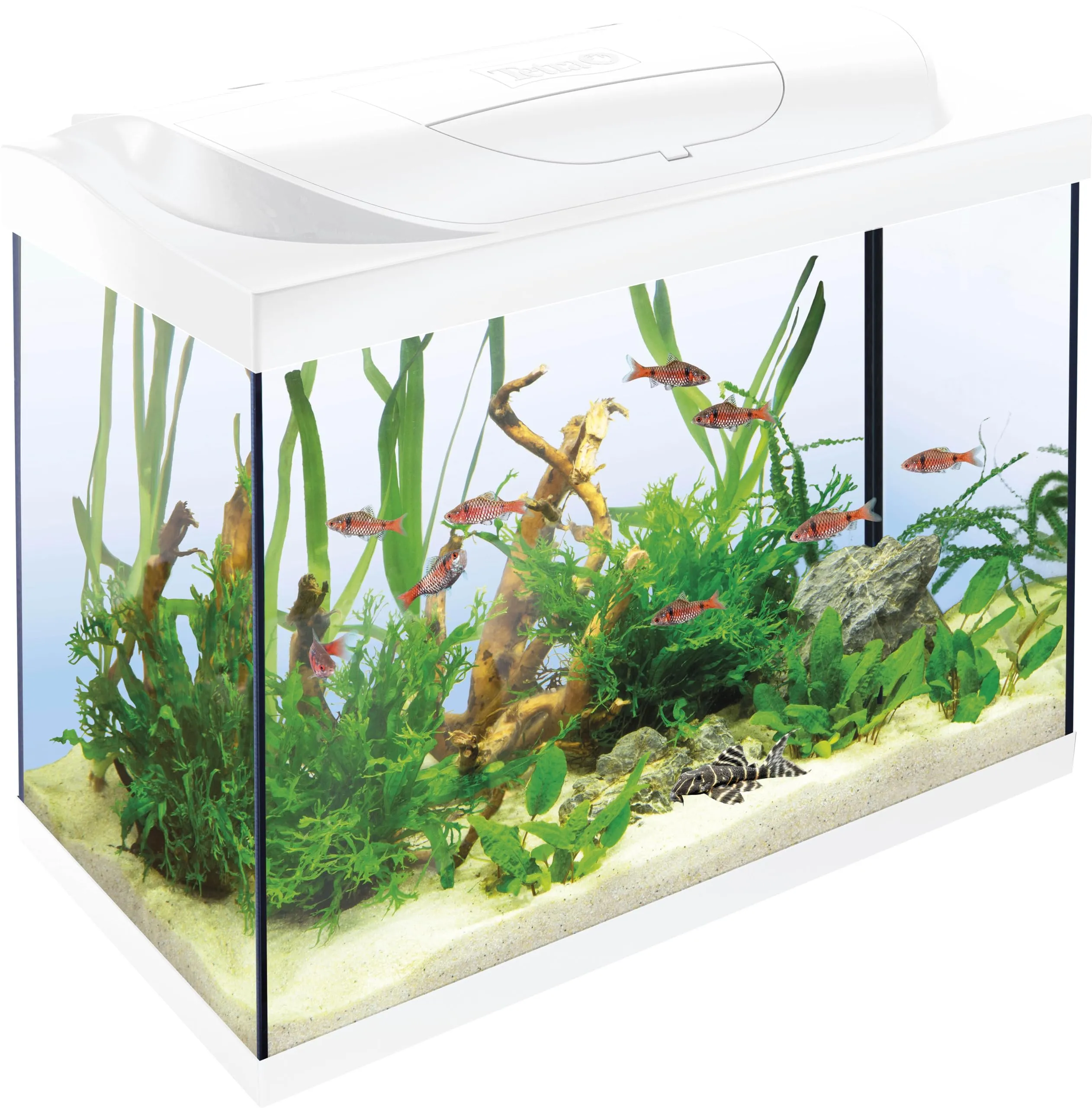 Tetra Starter Line 80 L Set Completo Acquario con Illuminazione LED, Bianco - immagine 1