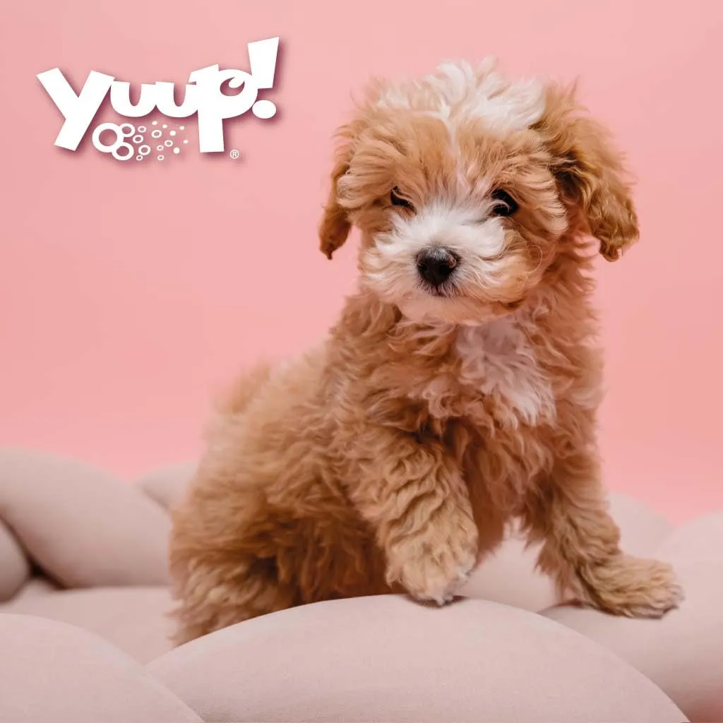 Yuup Shampoo per Cani e Gatti Cuccioli e Pelli Sensibili, 250 ml - immagine 7