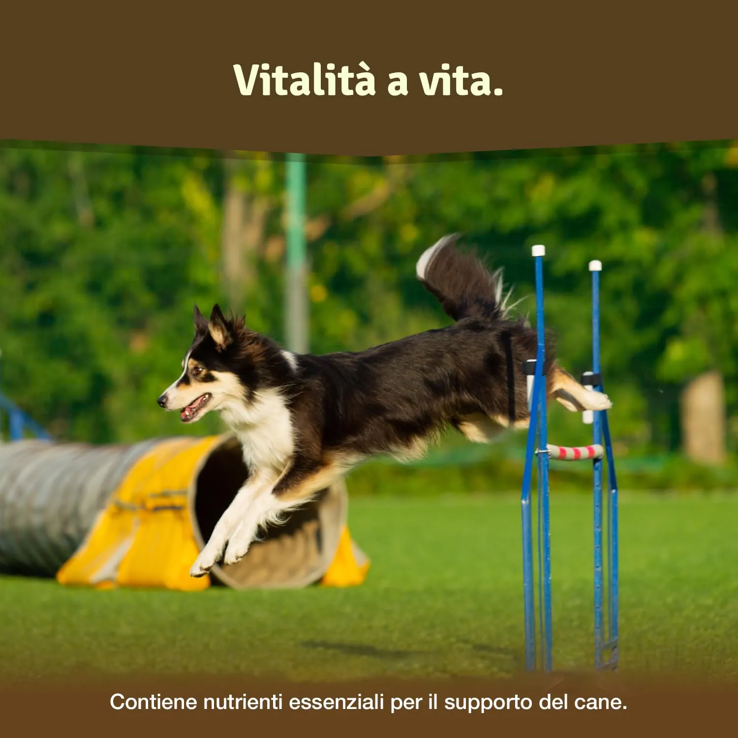 Veddelholzer Integratori per articolazioni cani con cozza dalle labbra verdi, MSM, artiglio del diavolo, glucosamina e collagene, 125 Unità - immagine 4