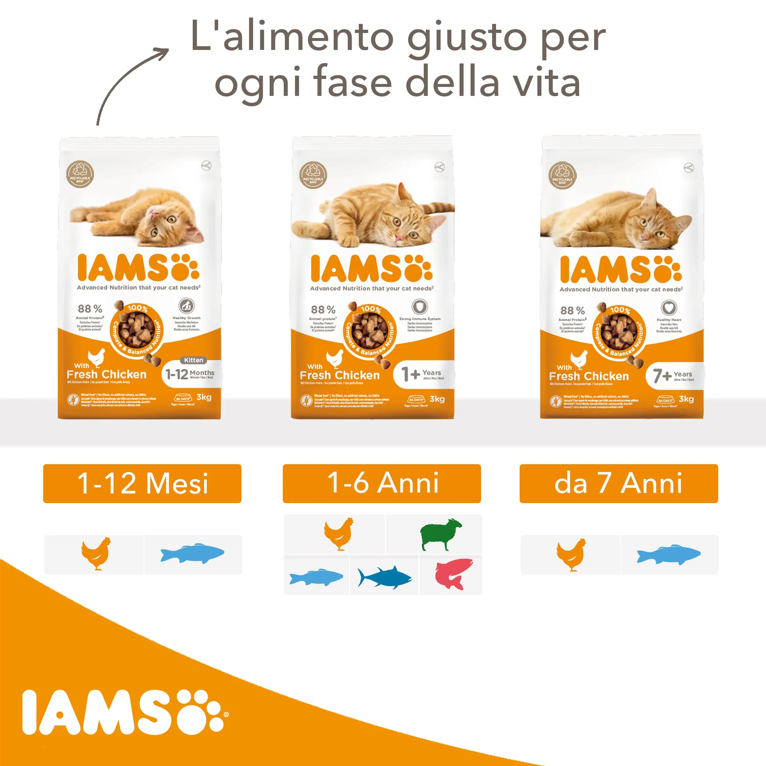 IAMS Cibo secco per gatti 1-6 anni al pesce, 10 kg - immagine 4