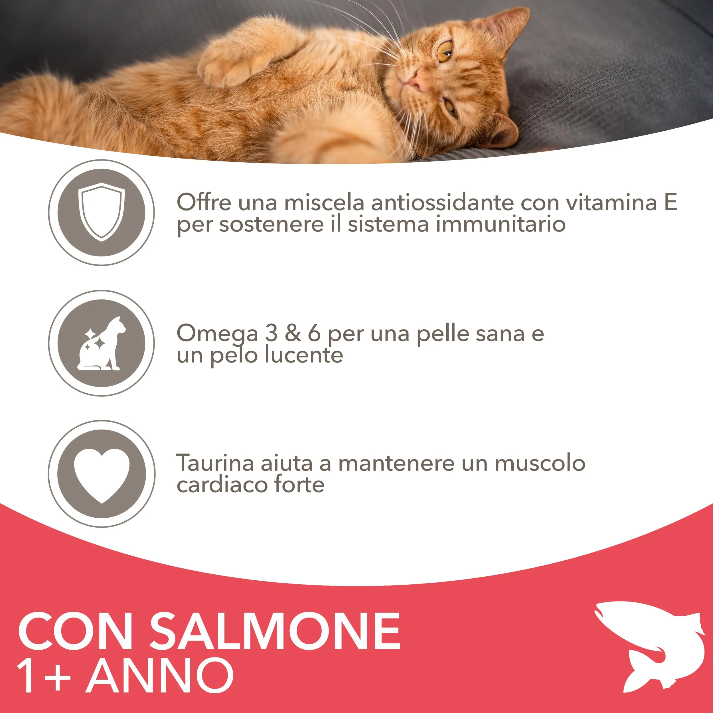 IAMS Cibo secco per gatti 1-6 anni al salmone, 3 kg - immagine 3
