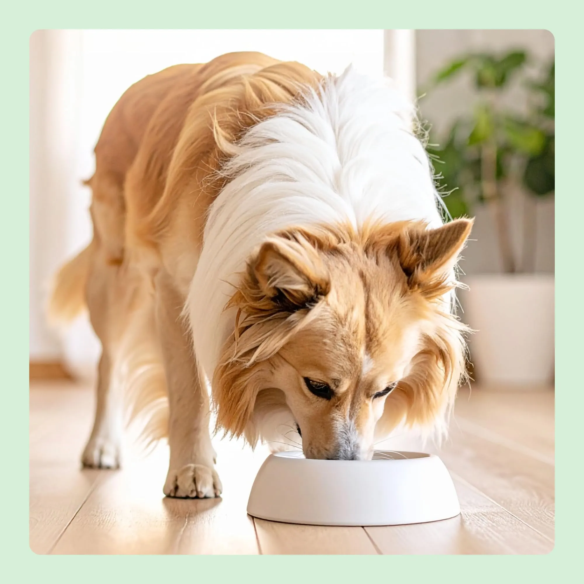 by Amazon Complete Dry Dog Food Chicken and Rice for Medium and Large Breeds, 5kg - immagine 7