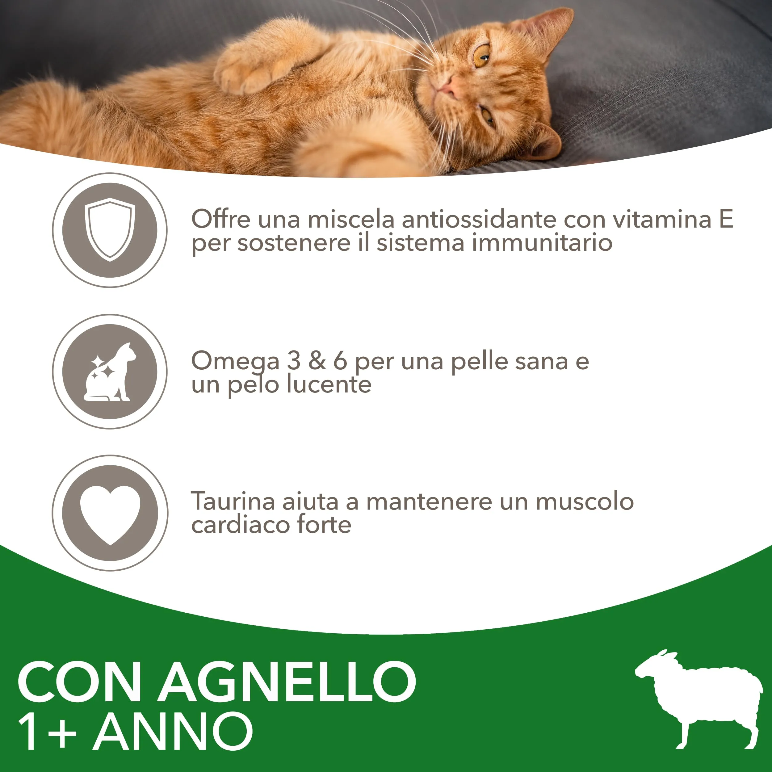 IAMS Cibo secco per gatti 1-6 anni con agnello, 3 kg - immagine 3