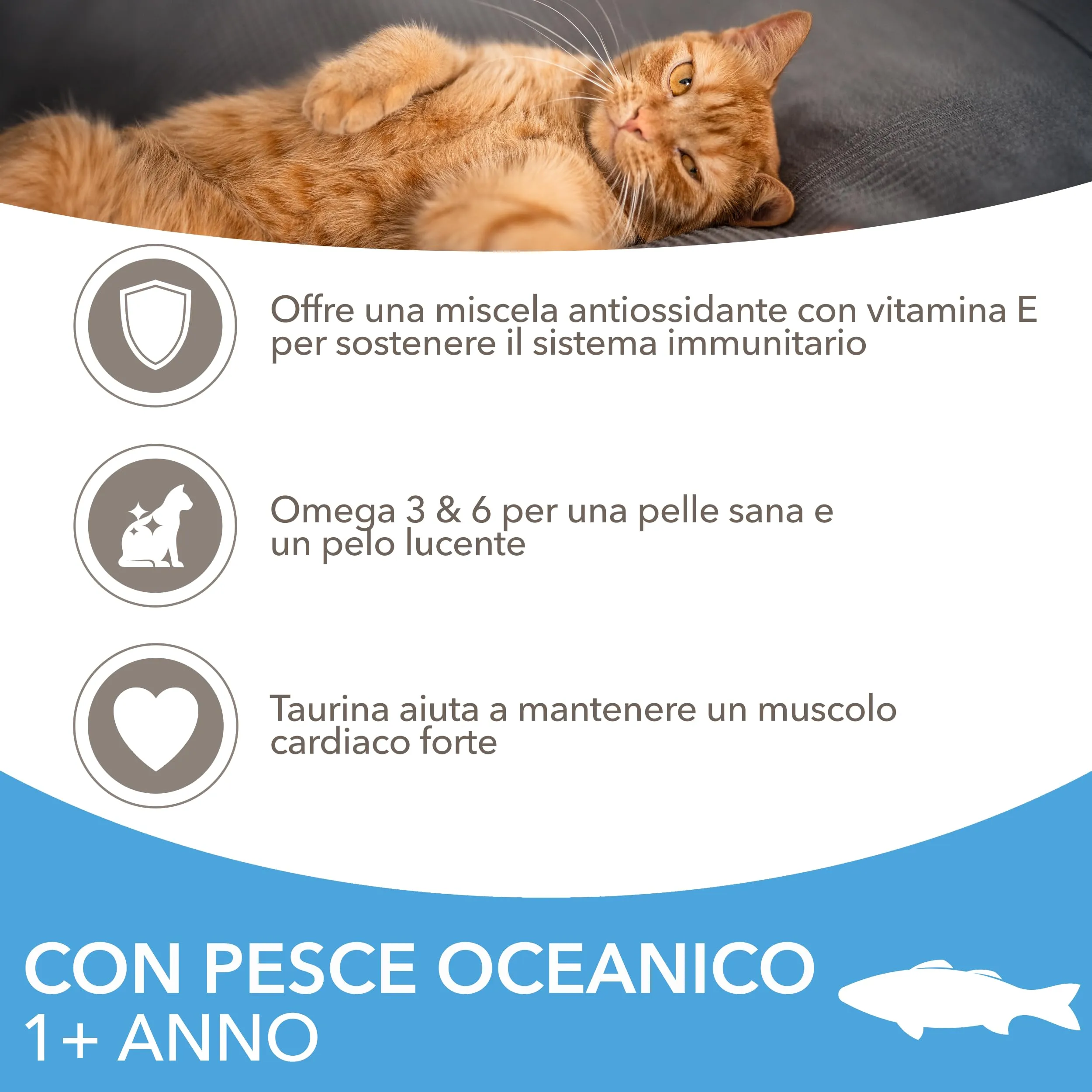IAMS Cibo secco per gatti 1-6 anni con pesce, 1,5 kg - immagine 3