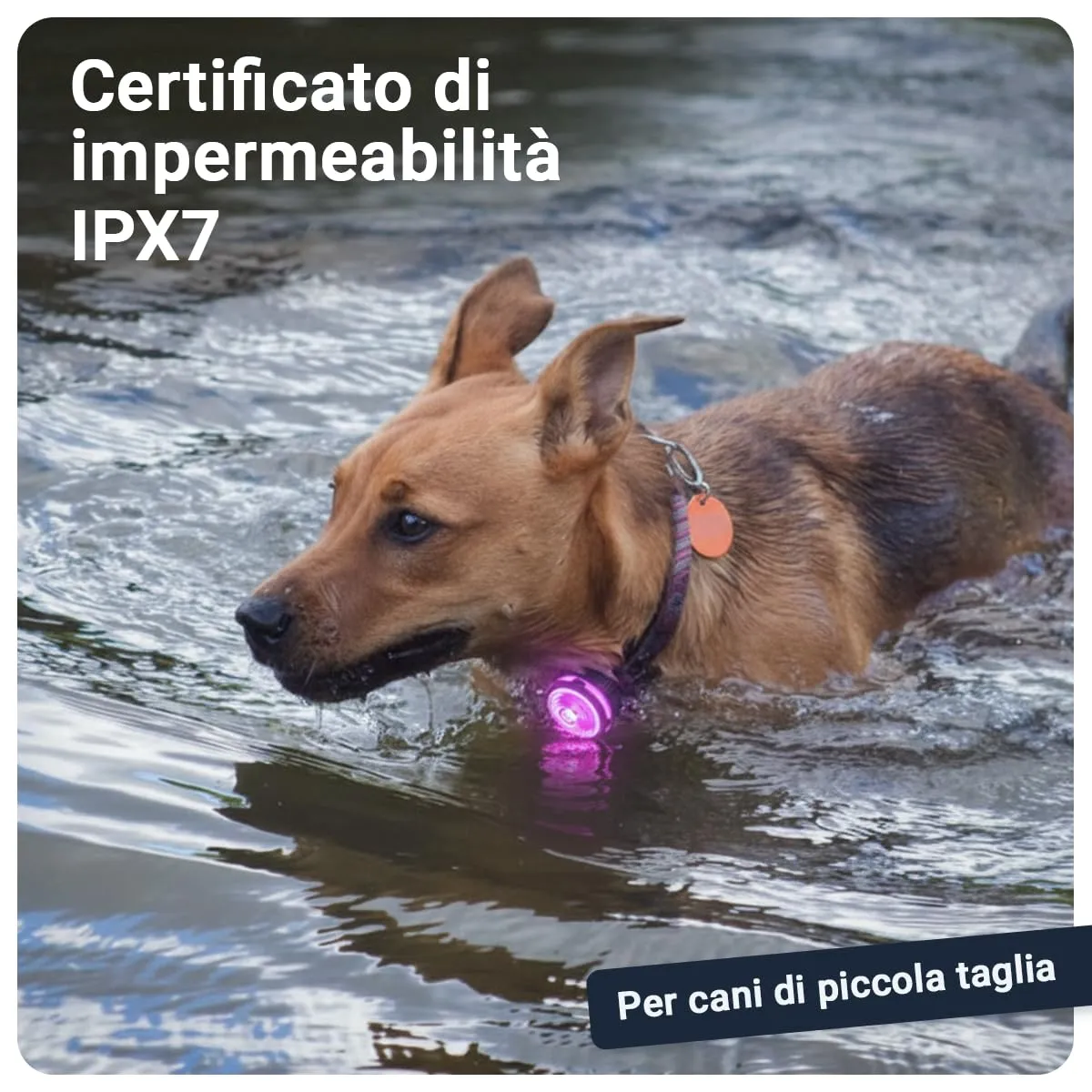 PAJ GPS Luce LED per Cani, Adatta a Collari e Pettorine - immagine 3