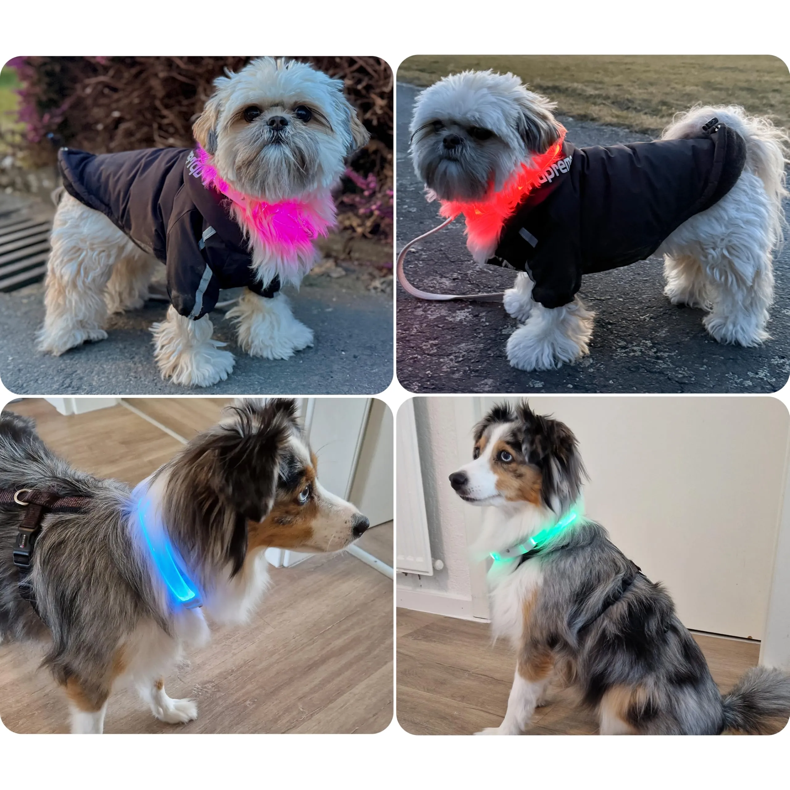 PAJ GPS Collare Luminoso LED Regolabile per Cani, Nero - immagine 3