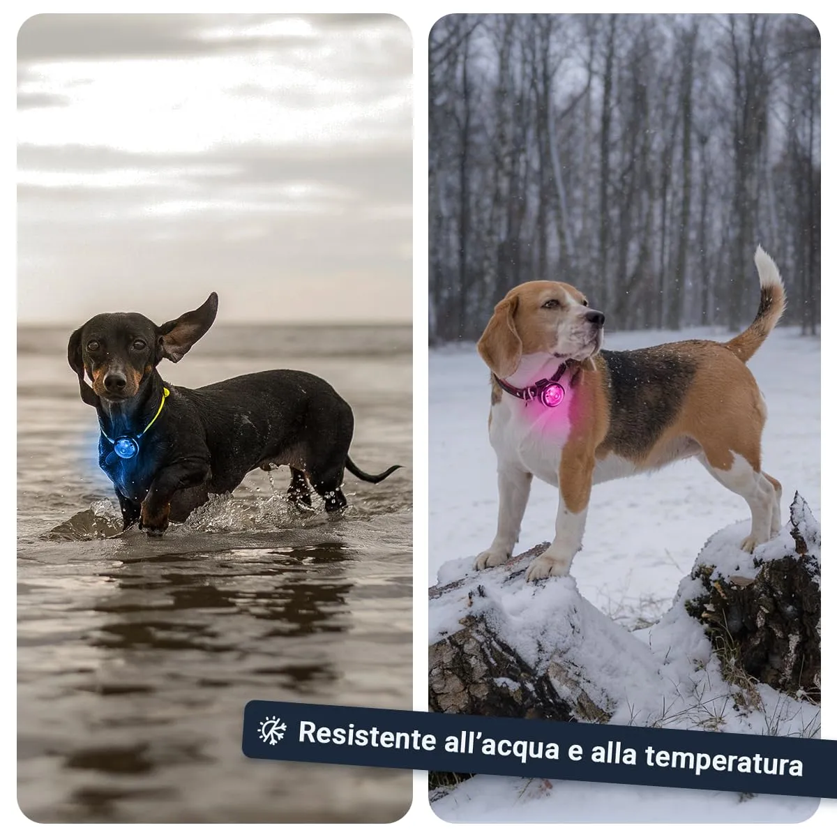 PAJ GPS Luce LED Ultraluminosa per Cani, 2 Unità - immagine 6