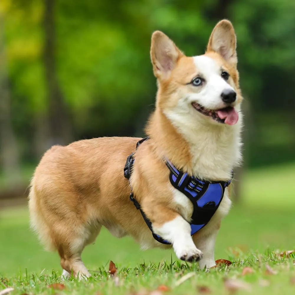 rabbitgoo Pettorina Cane ad H Regolabile Anti Tiro Riflettente, Blu, S - immagine 10