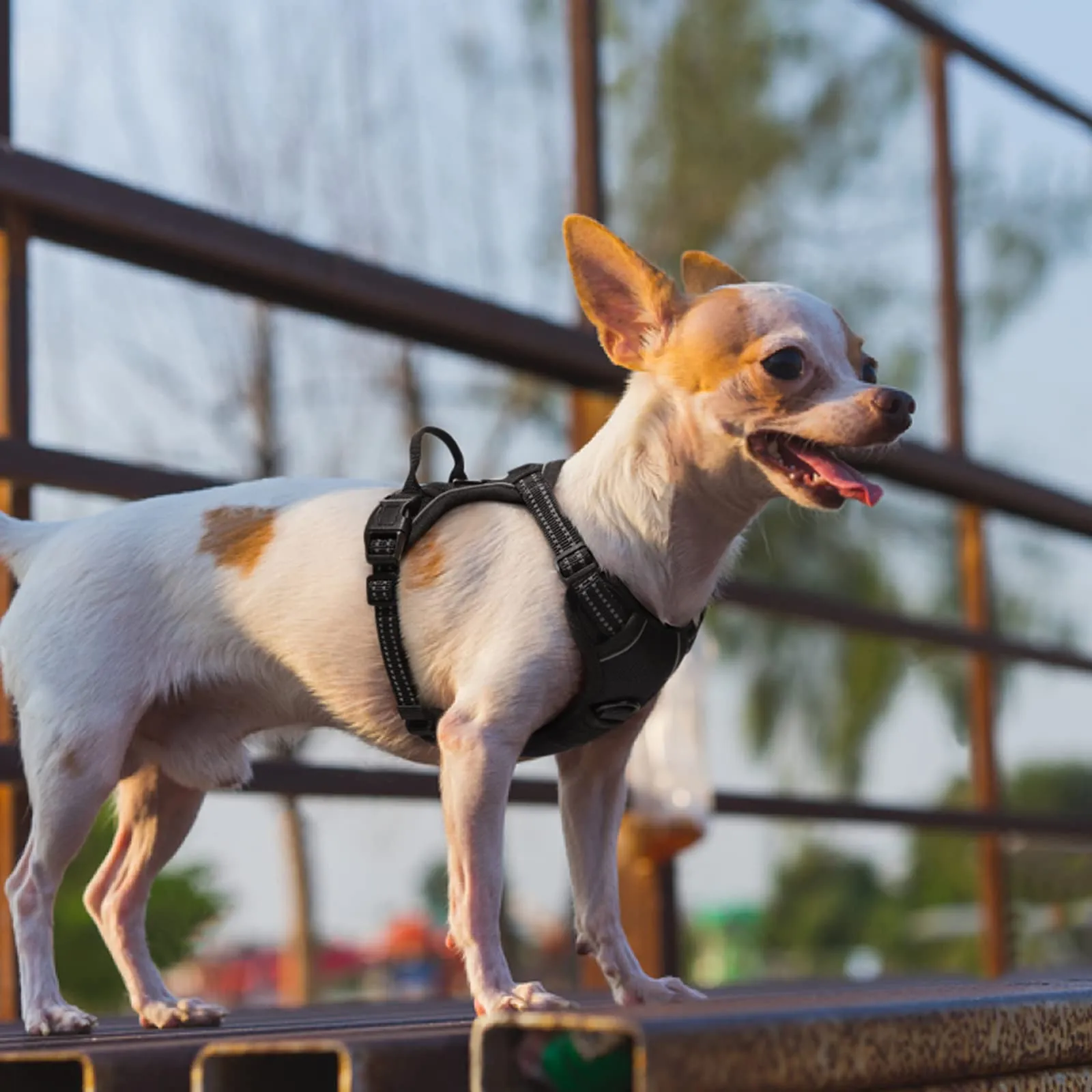 rabbitgoo Pettorina Cane ad H Regolabile Anti Tiro Riflettente, Nero, XS - immagine 10