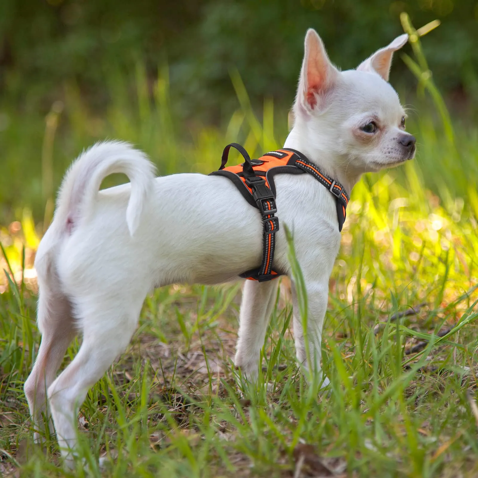 rabbitgoo Pettorina Cane ad h Regolabile, Imbracatura Anti Tiro Riflettente e Traspirante, Arancio, XS - immagine 9