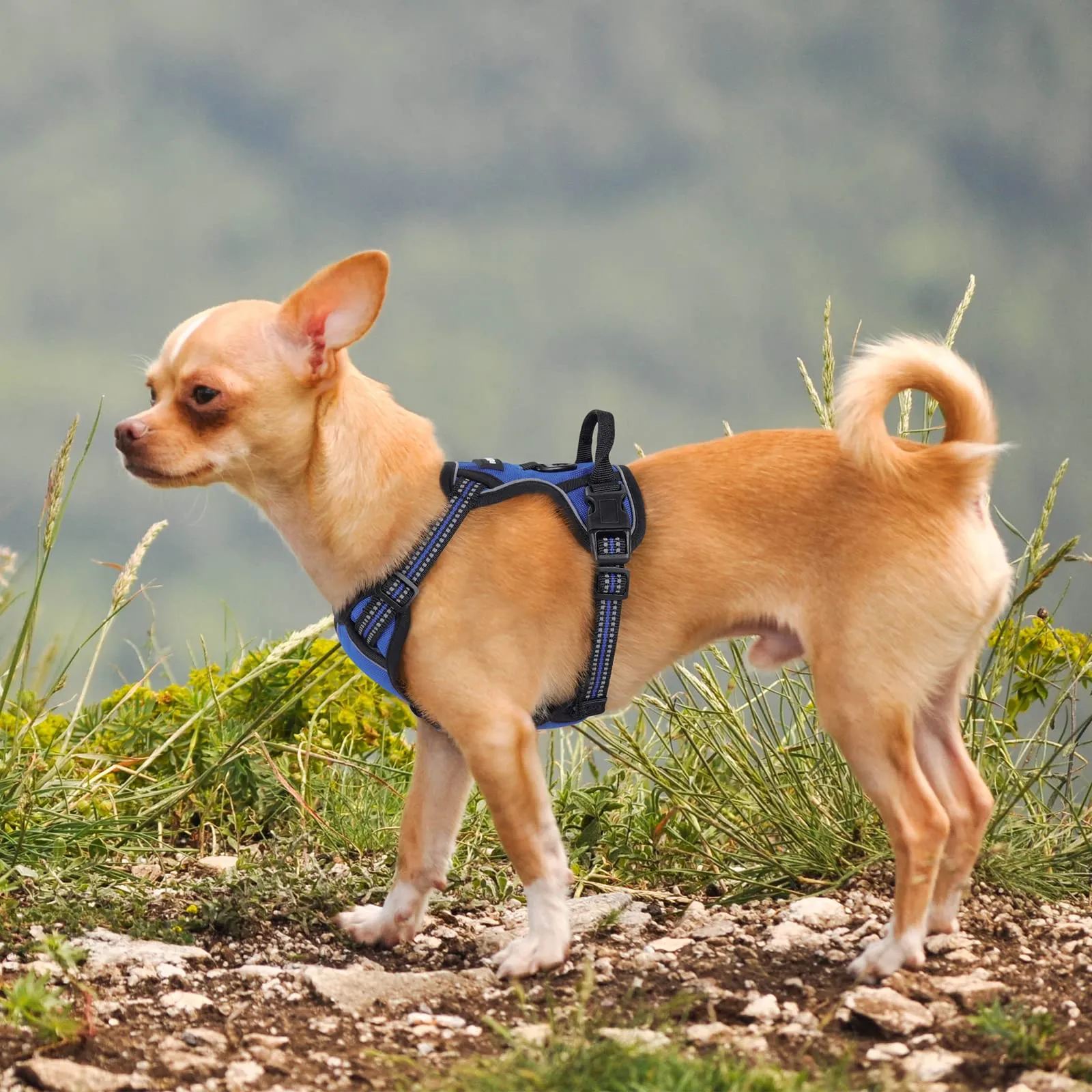 rabbitgoo Pettorina Cane ad H Regolabile Anti Tiro Riflettente e Traspirante, Blu, XS - immagine 10