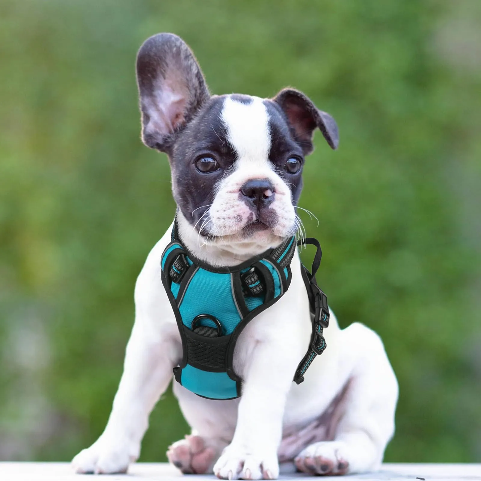 rabbitgoo Pettorina Cane ad h Regolabile Anti Tiro Riflettente, Blu Pavone, S - immagine 9