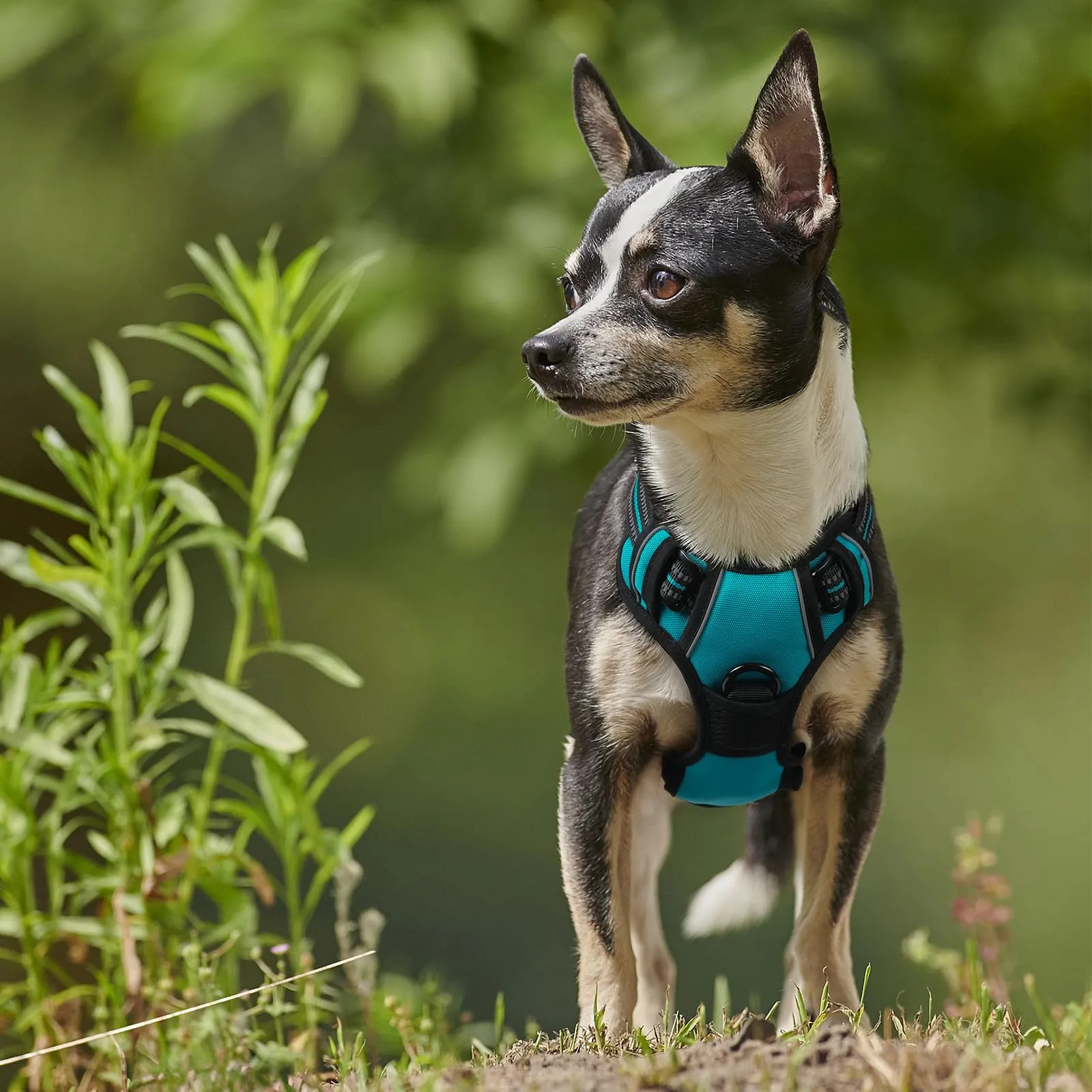 rabbitgoo Pettorina Cane ad H Regolabile Anti Tiro Riflettente, Blu Pavone, XS - immagine 9