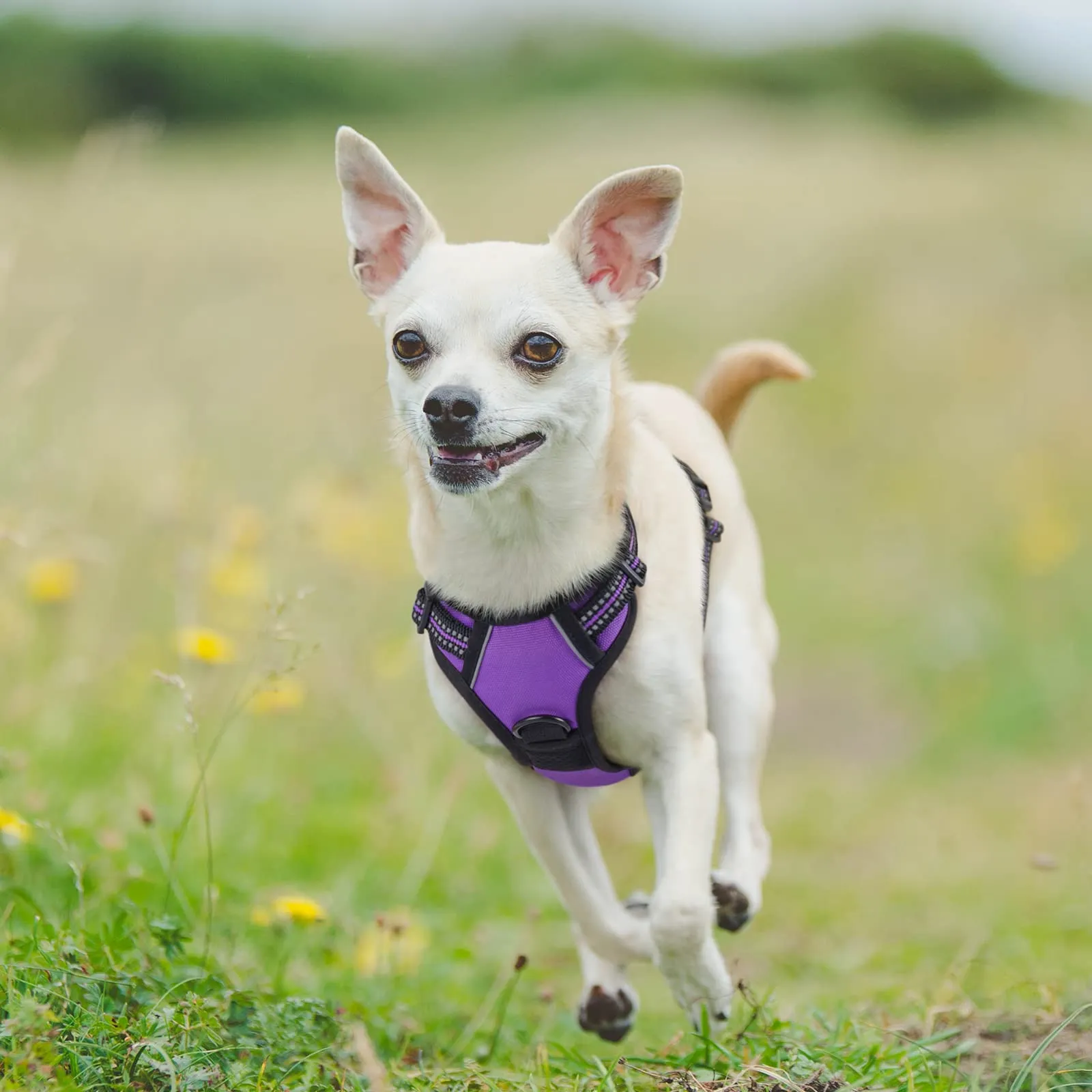 rabbitgoo Pettorina Cane ad h Regolabile Anti Tiro Riflettente, Viola, XS - immagine 10