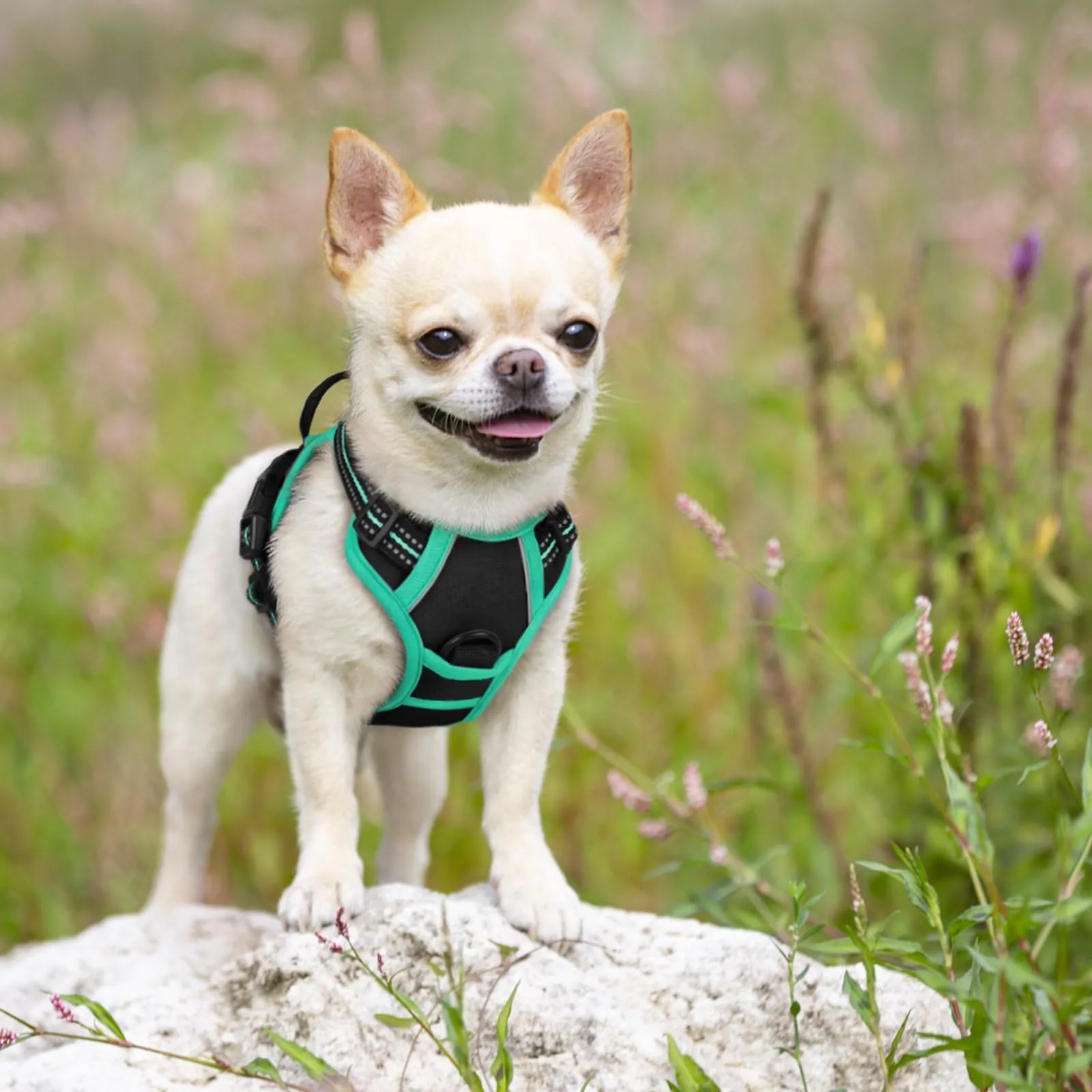 rabbitgoo Pettorina Cane ad H Regolabile Anti Tiro Riflettente, Nero + Menta, XS - immagine 8