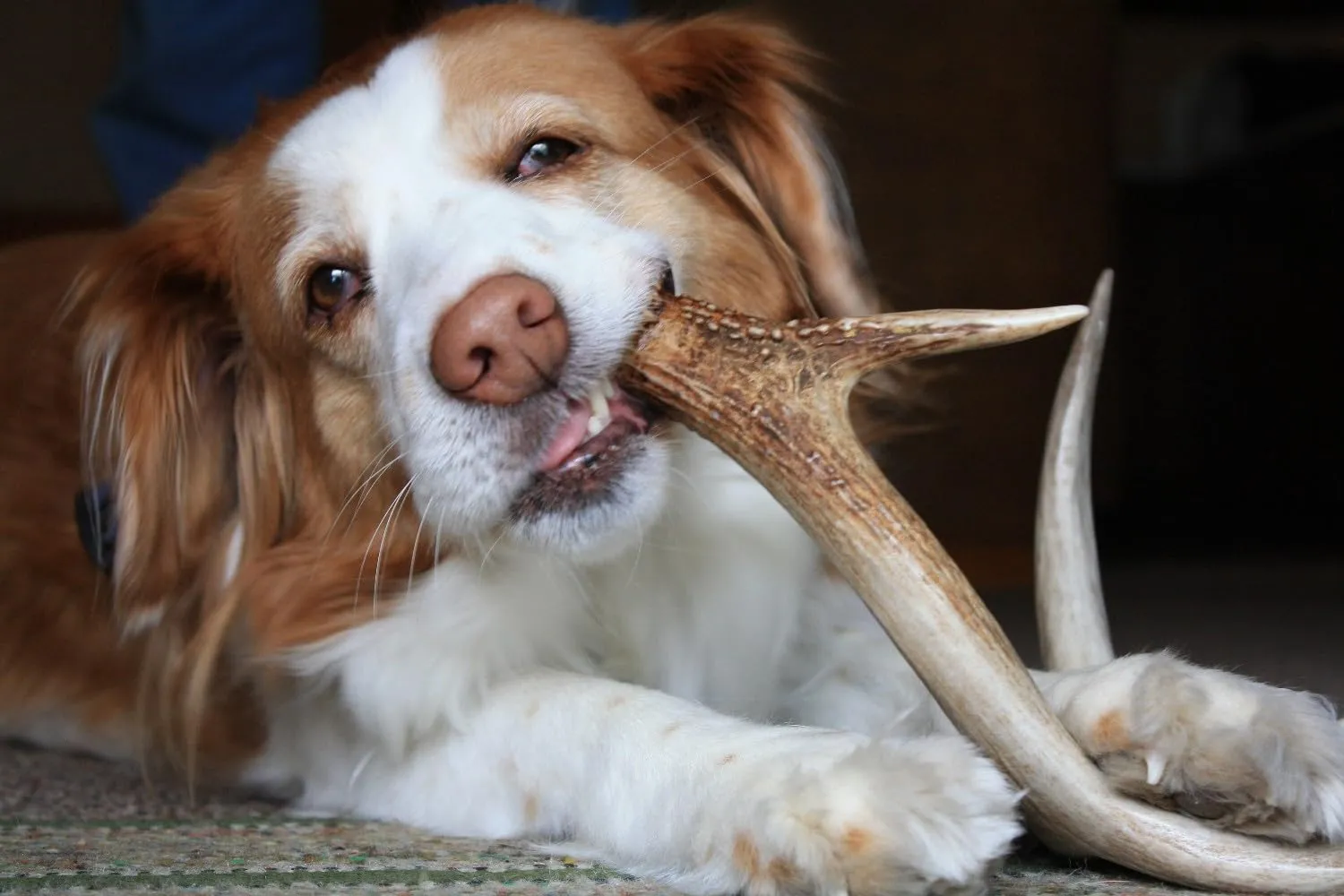 Artisan Gift Co Osso di Cervo per Cani, Taglia L, 2 Pezzi (150 g) - immagine 4