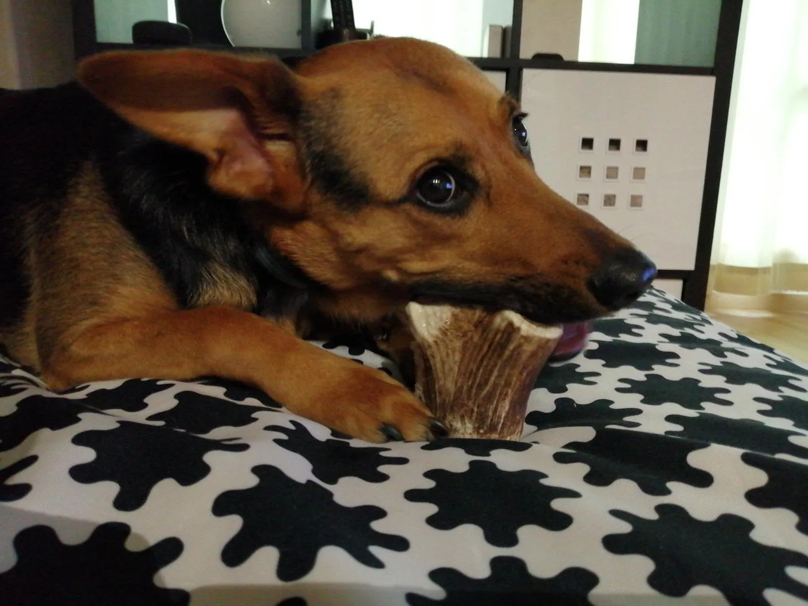 Artisan Gift Co Osso di Cervo per Cani, Taglia L, 2 Pezzi (150 g) - immagine 9