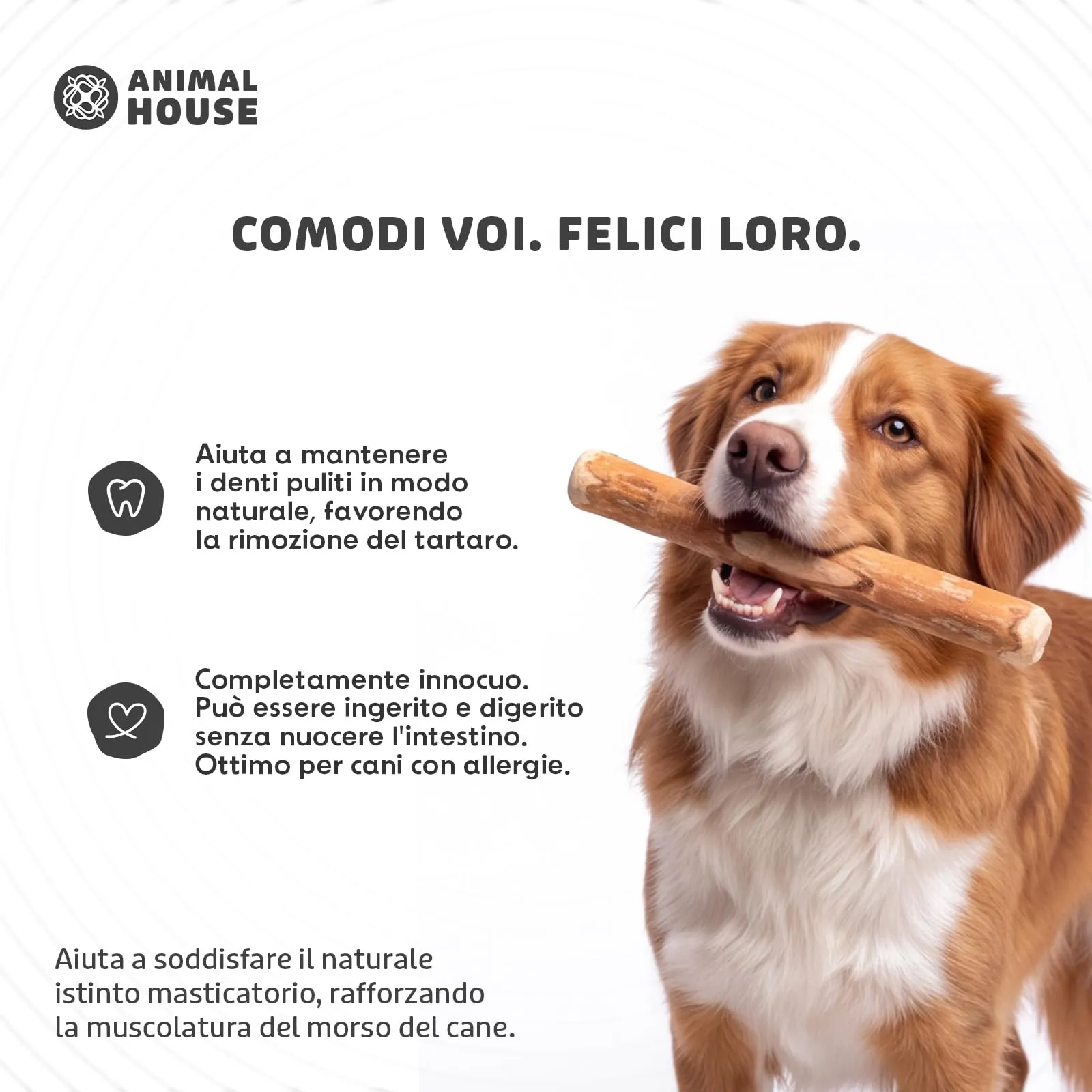 Animal House Set di 2 Legni d’Ulivo per Cani, 20-25 cm, L - immagine 4