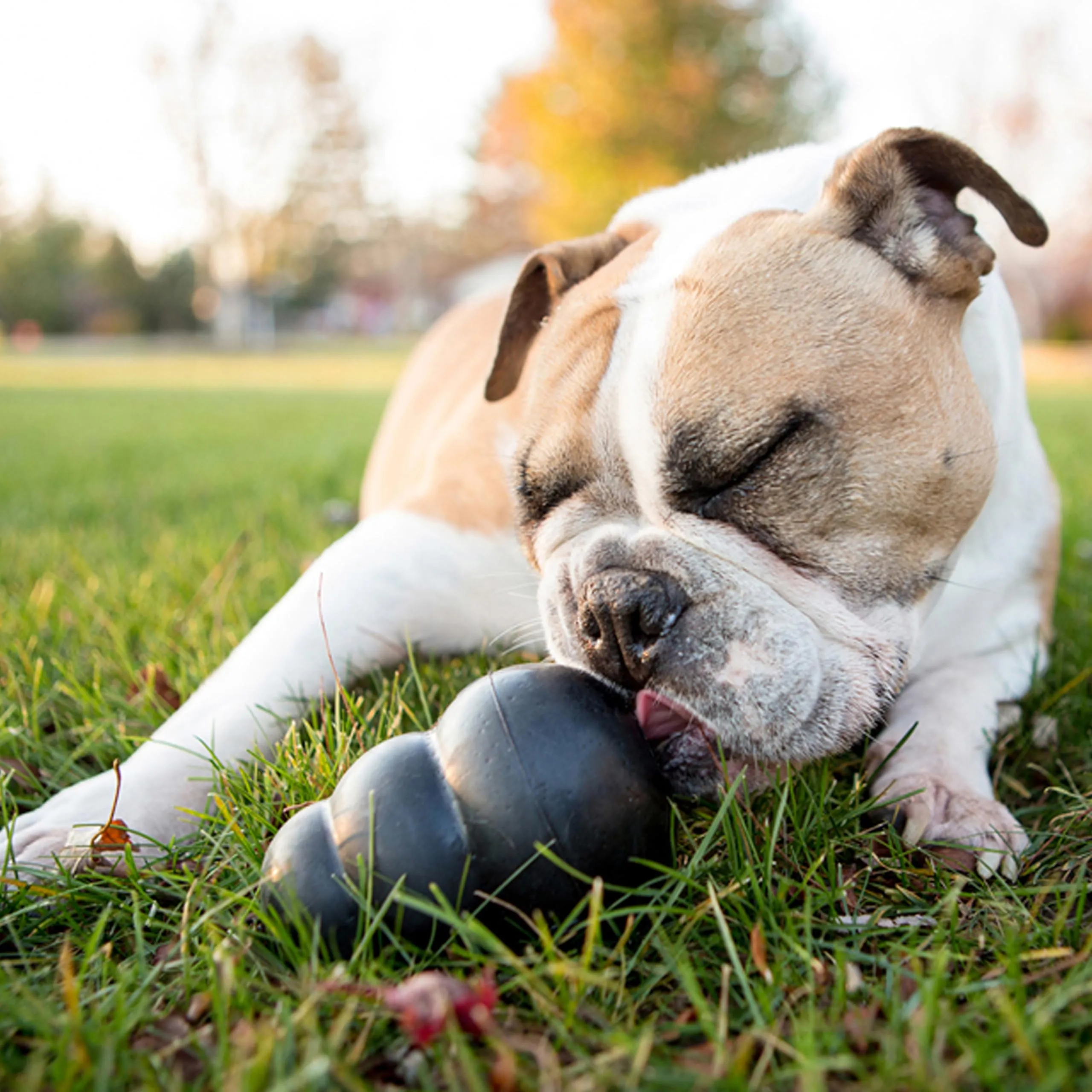 KONG Extreme Giocattolo da Masticare Riempibile per Cani, Taglia XXL - immagine 2