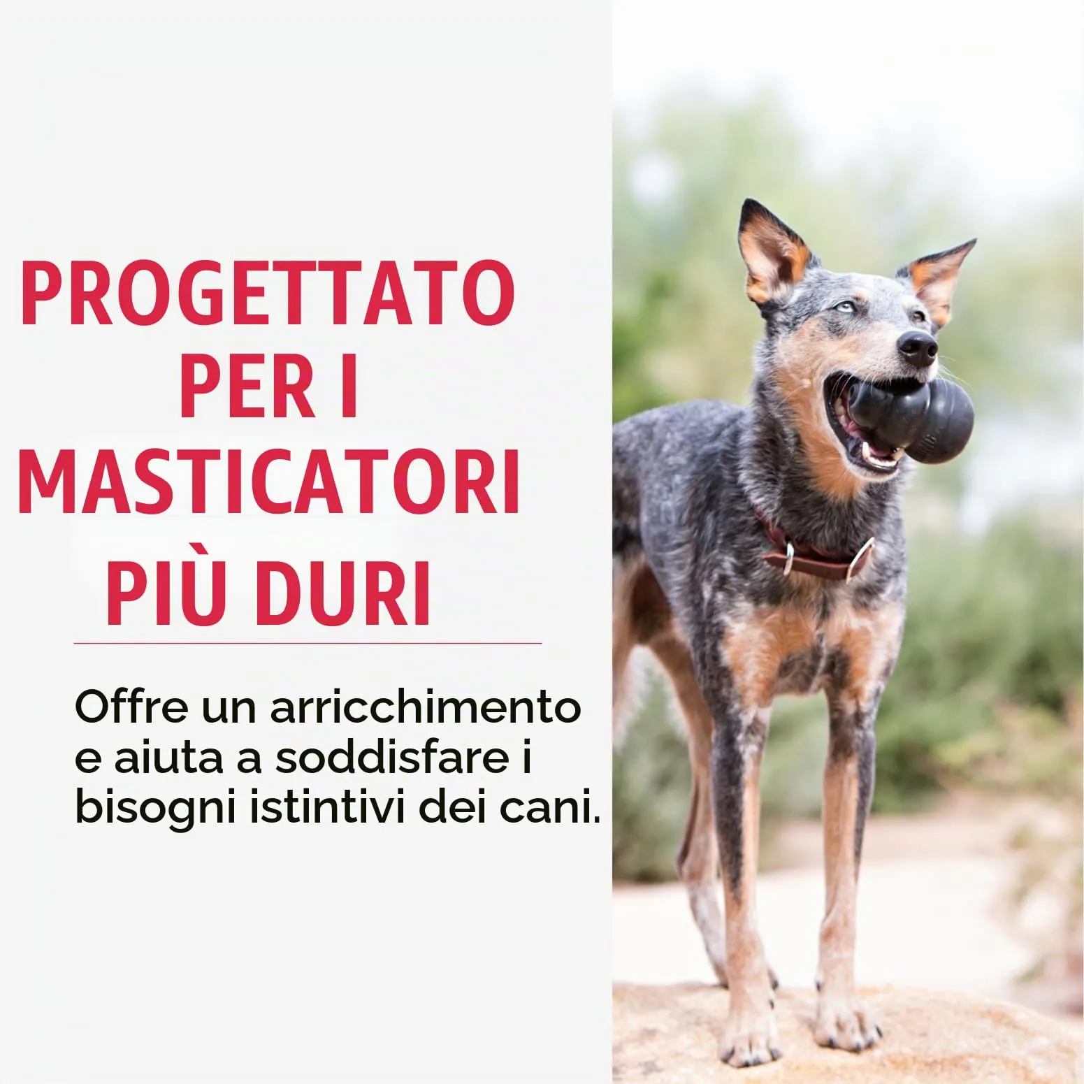 KONG Extreme Giocattolo da Masticare Riempibile per Cani, Taglia XXL - immagine 3