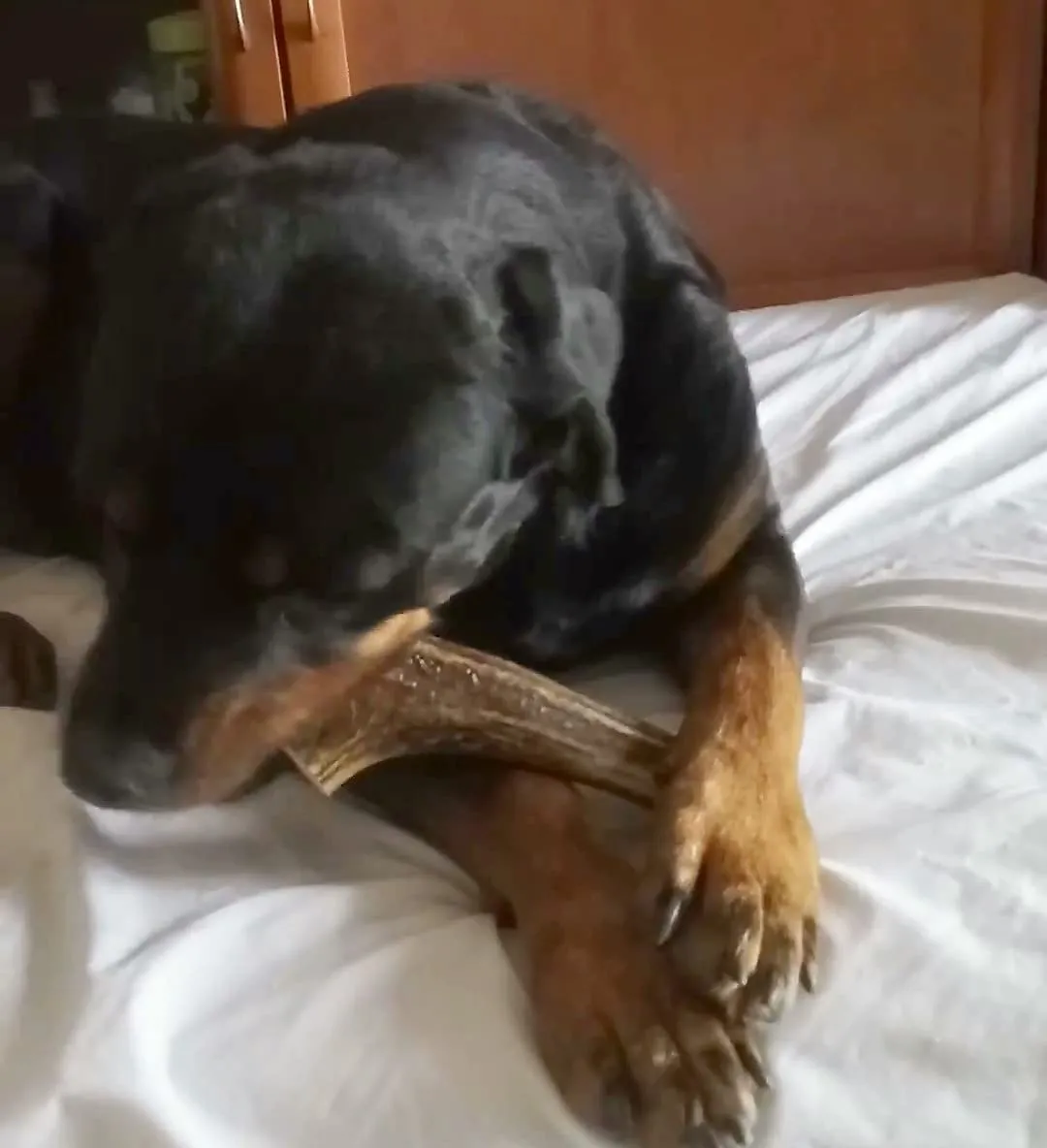 Artisan Gift Co Corno di Cervo per Cani, Taglia XL, 2 unità - immagine 4