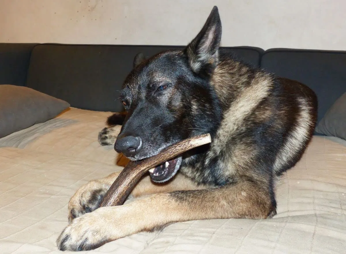 Artisan Gift Co Corno di Cervo per Cani, Taglia XL, 2 unità - immagine 7