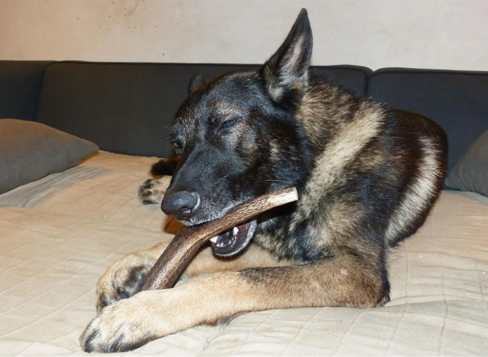 Artisan Gift Co Corno di Cervo per Cani, S, 2 unità - immagine 7