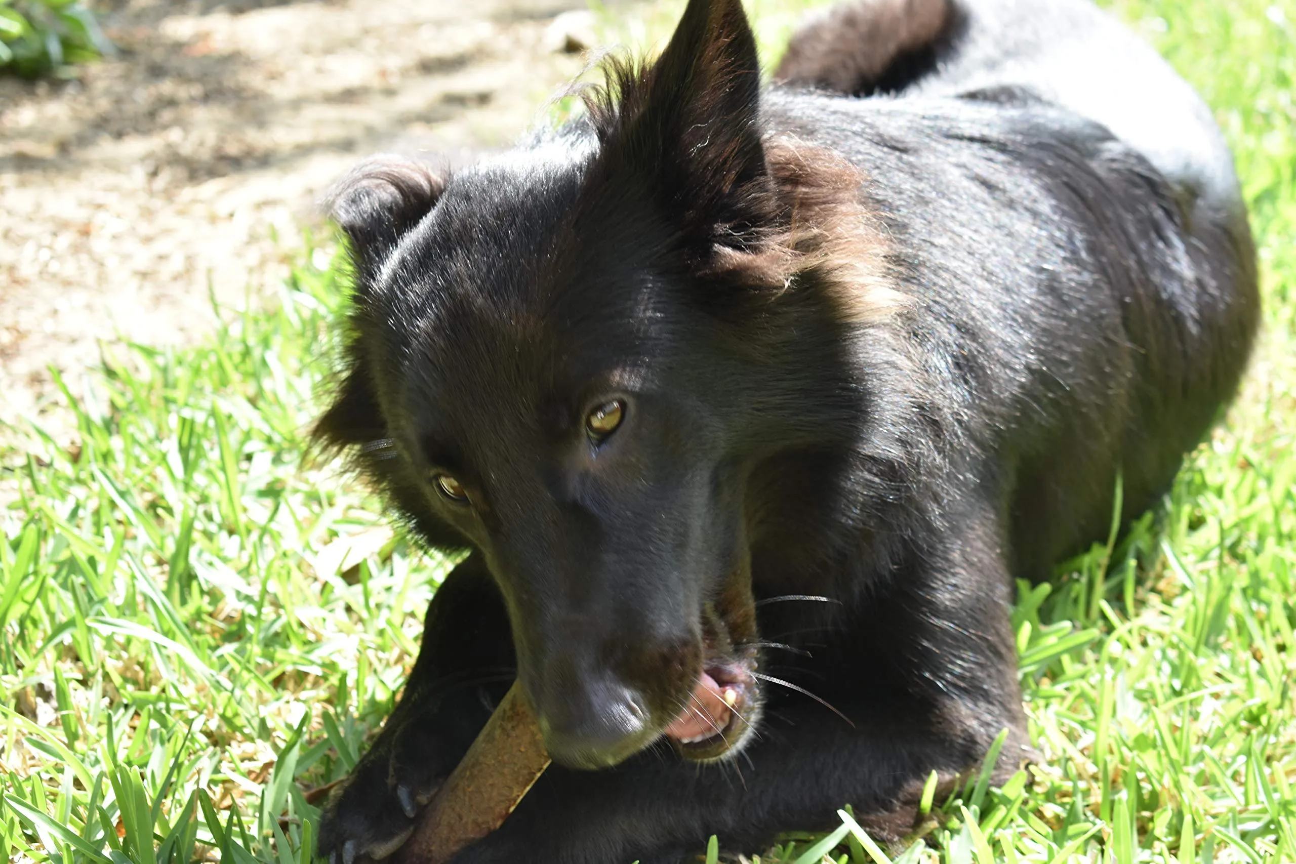 Artisan Gift Co Corno di Cervo per Cani, S, 2 unità - immagine 9