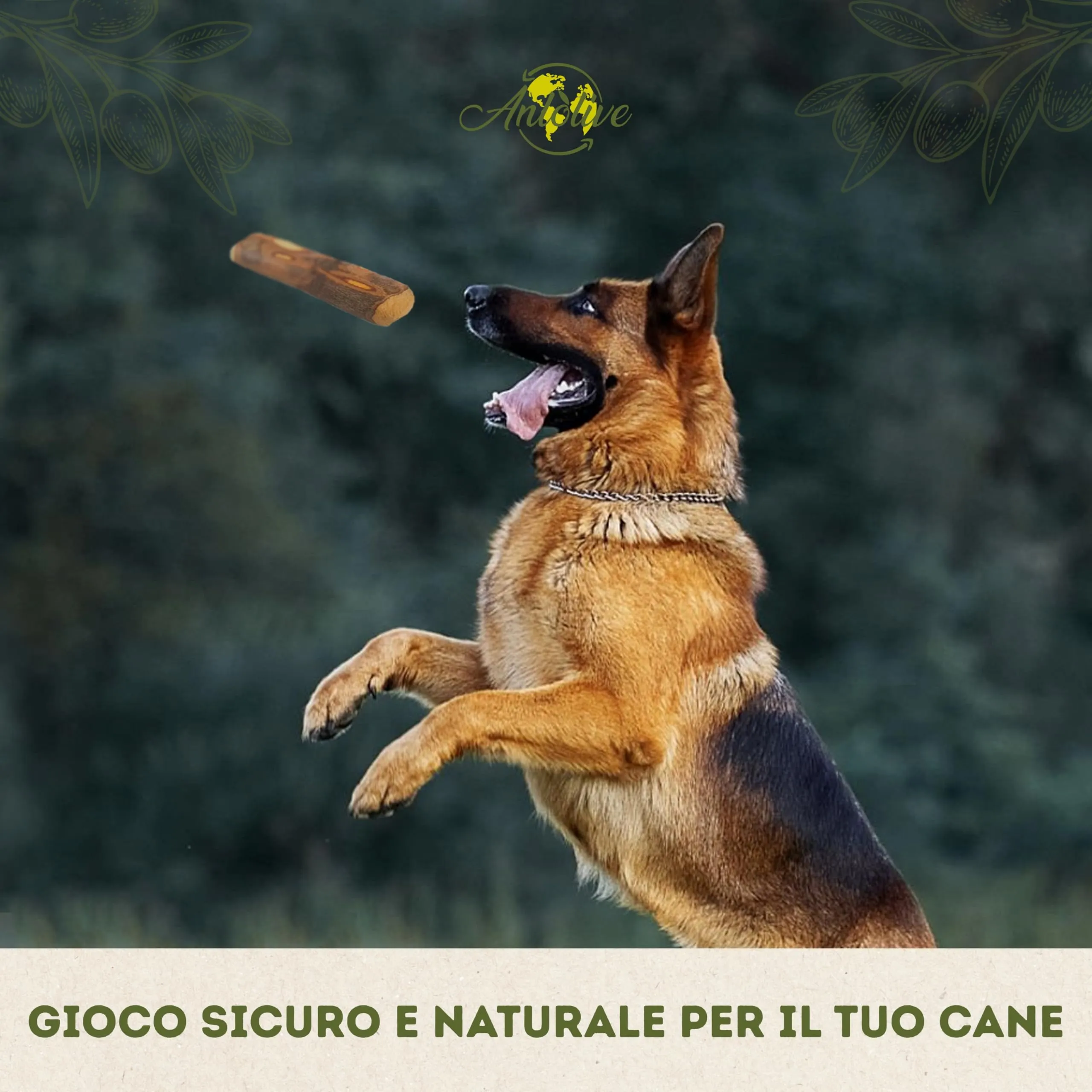Anlolive Gioco da Masticare Naturale in Legno d'Ulivo per Cani di Taglia Grande, Taglia XL 27-30 cm - immagine 6