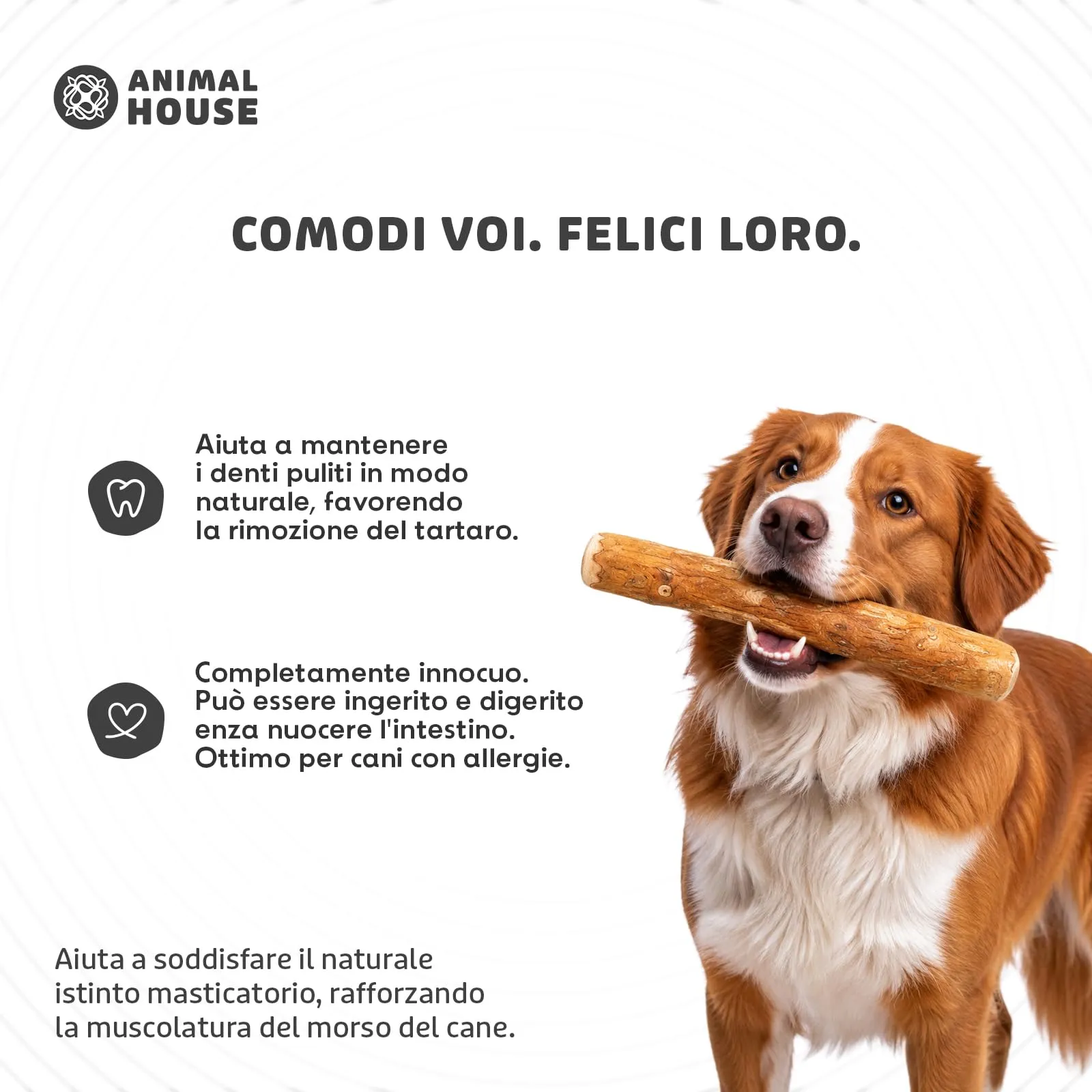 Animal House Set di 3 Legni d’Ulivo per Cani, 10-12 cm, XS - immagine 4