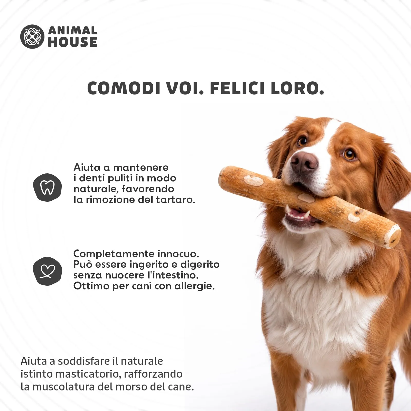 Animal House Set di 3 Legni d’Ulivo per Cani, 12-15 cm, S - immagine 4