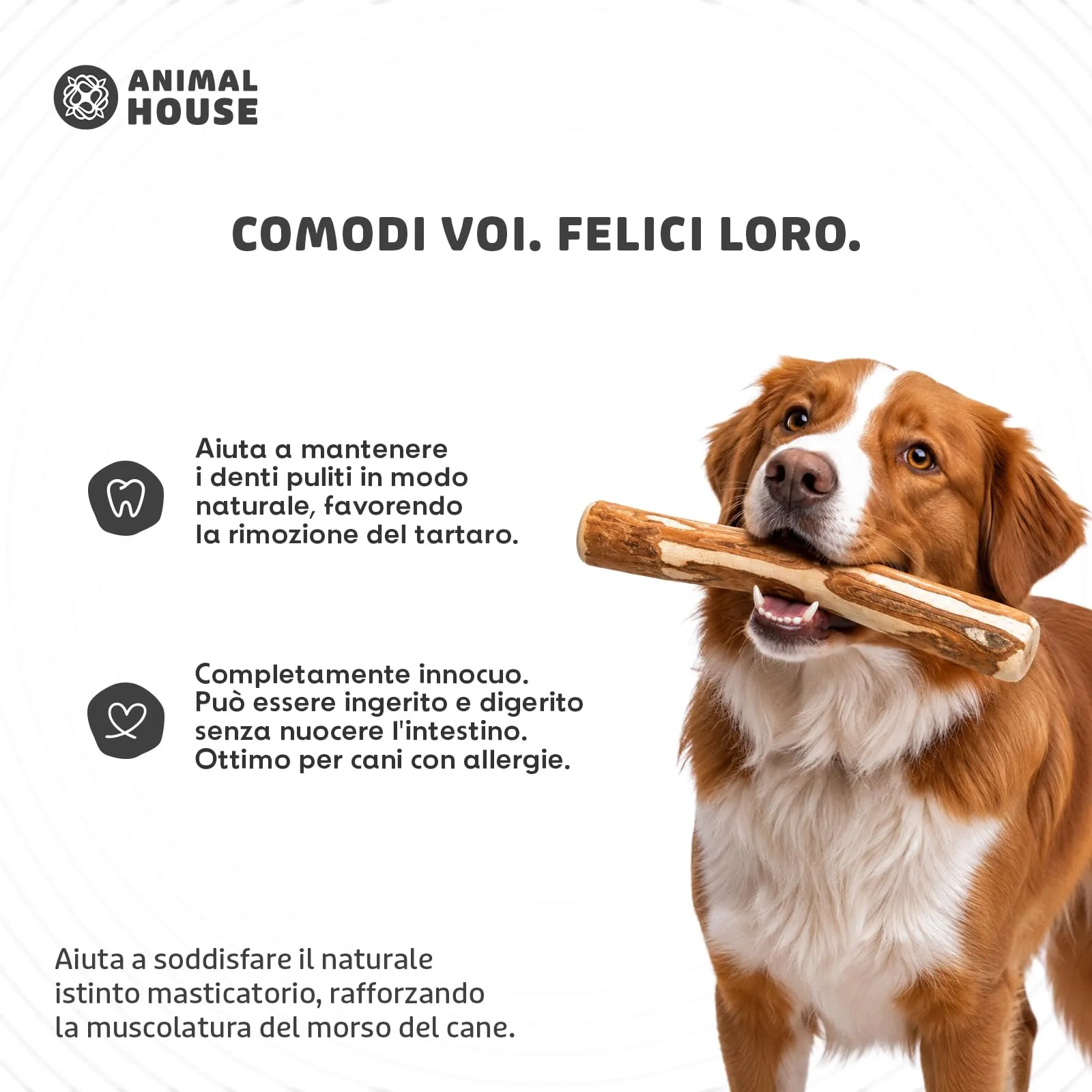 Animal House Set di 2 Legni d’Ulivo per Cani, 25-32 cm, XL - immagine 4