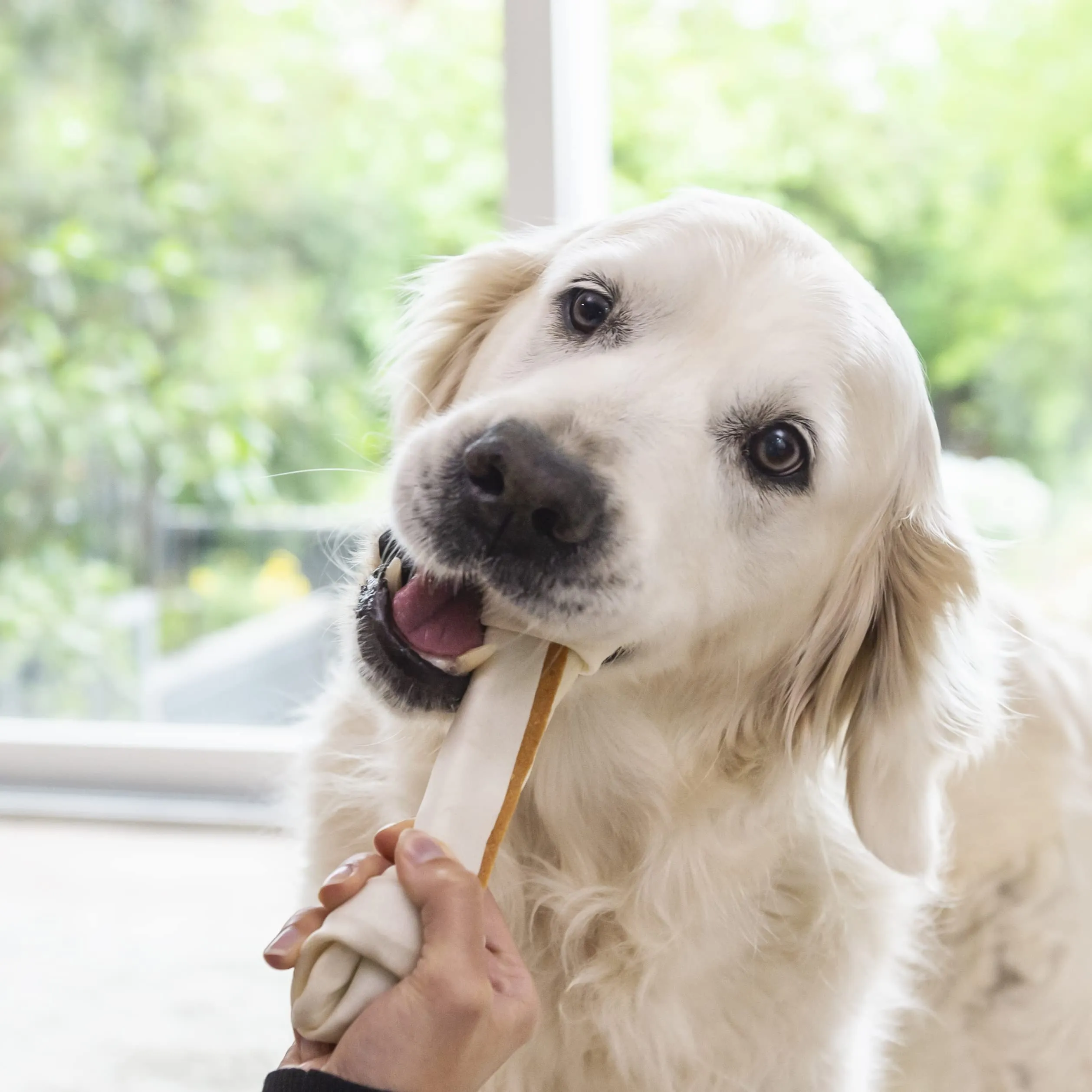 8in1 Delights Chicken Bone L - 1 Piece - immagine 6