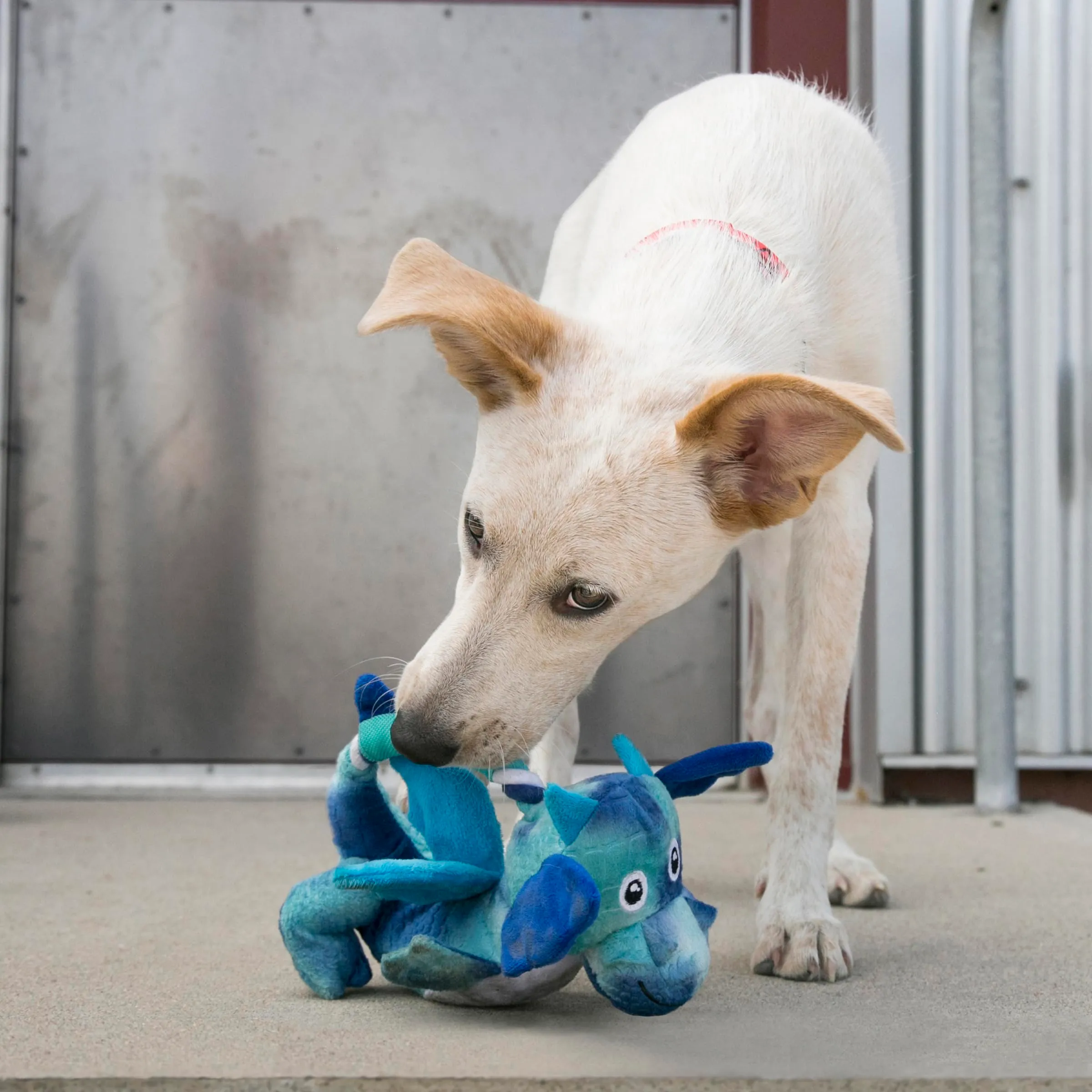 KONG Dragon Knots Dog Toy for Medium/Large Dogs (Multi-color) - immagine 5