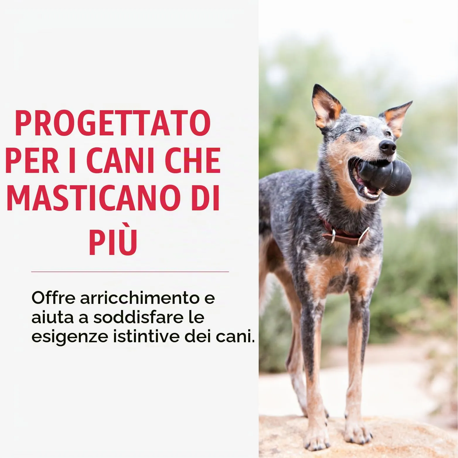 KONG Extreme Giocattolo da Masticare Riempibile per Cani, Large - immagine 3