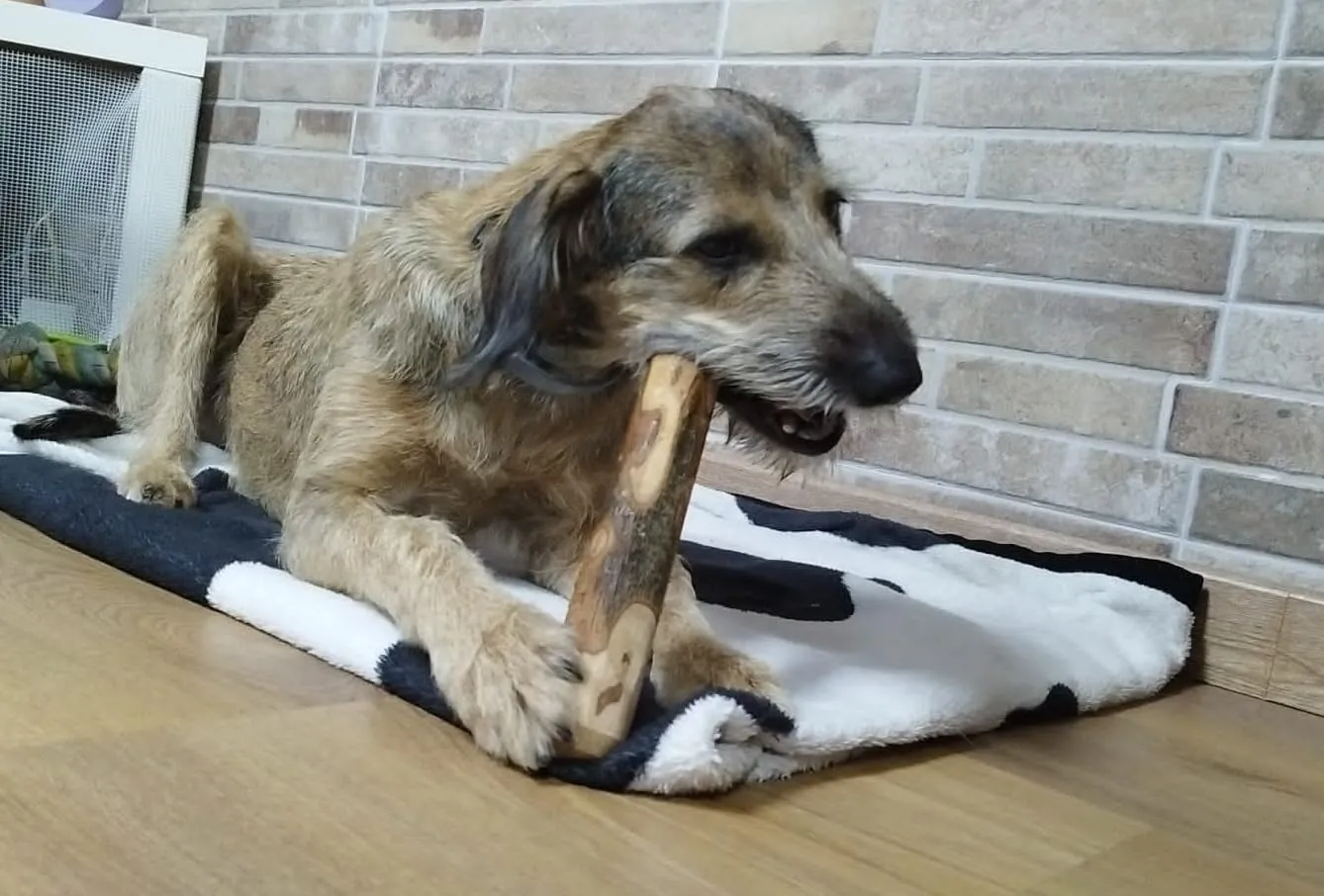 ARTISAN GIFT CO Osso di legno d'ulivo naturale per cani, 24 cm - immagine 6