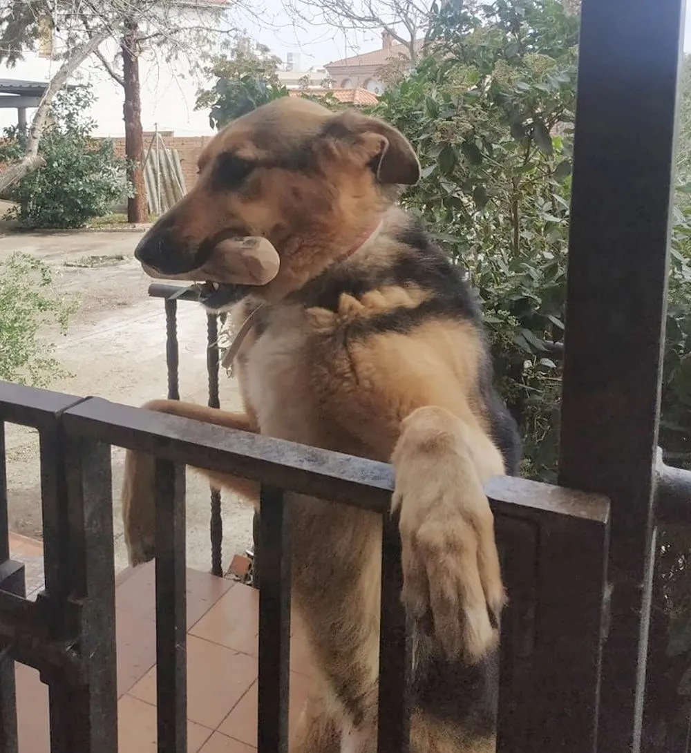 ARTISAN GIFT CO Osso di legno d'ulivo naturale per cani, 24 cm - immagine 9