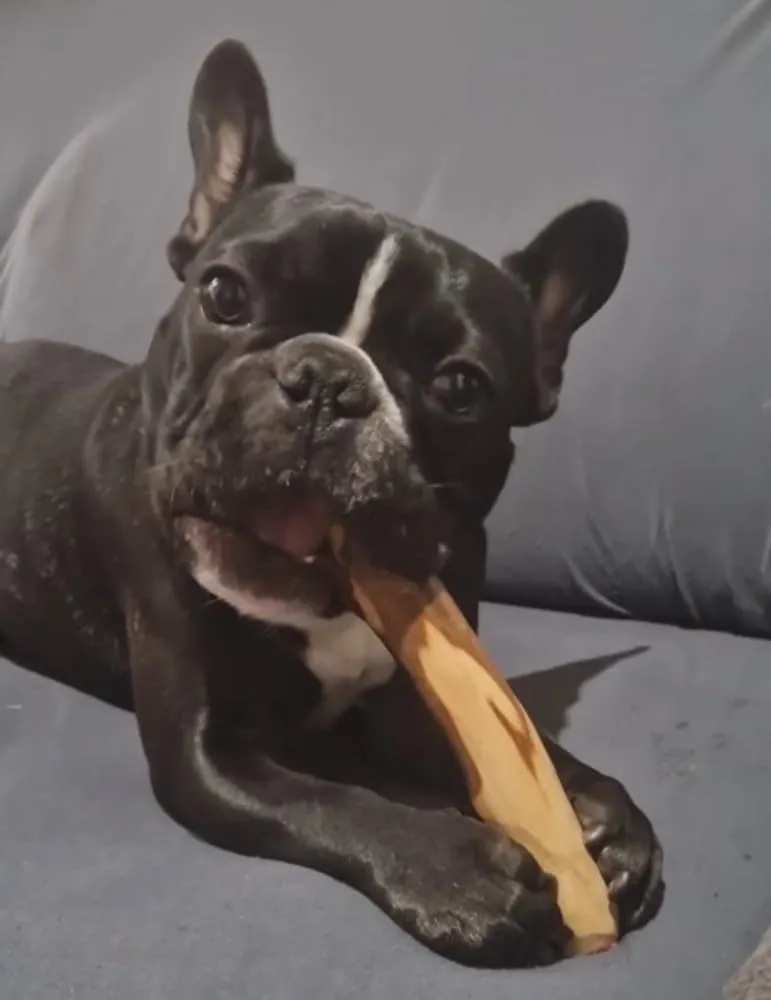 ARTISAN GIFT CO Legno di ulivo per cane, osso di legno naturale, 12 cm - immagine 7