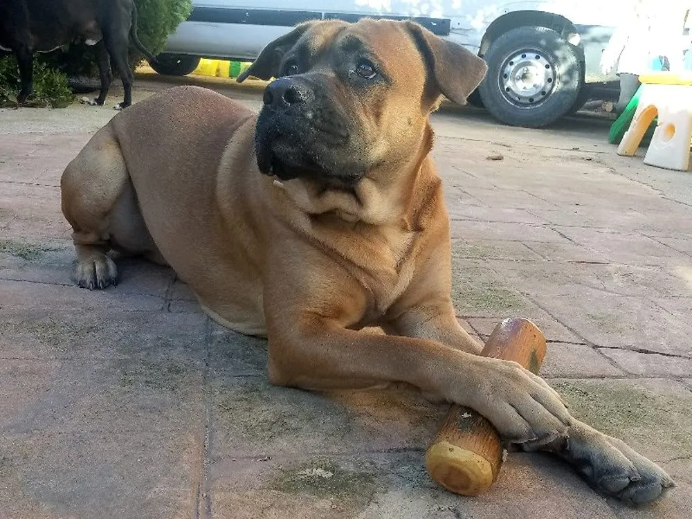 Artisan Gift Co Legno di ulivo per cane, osso di legno naturale per cani da masticare, 24 cm - immagine 6