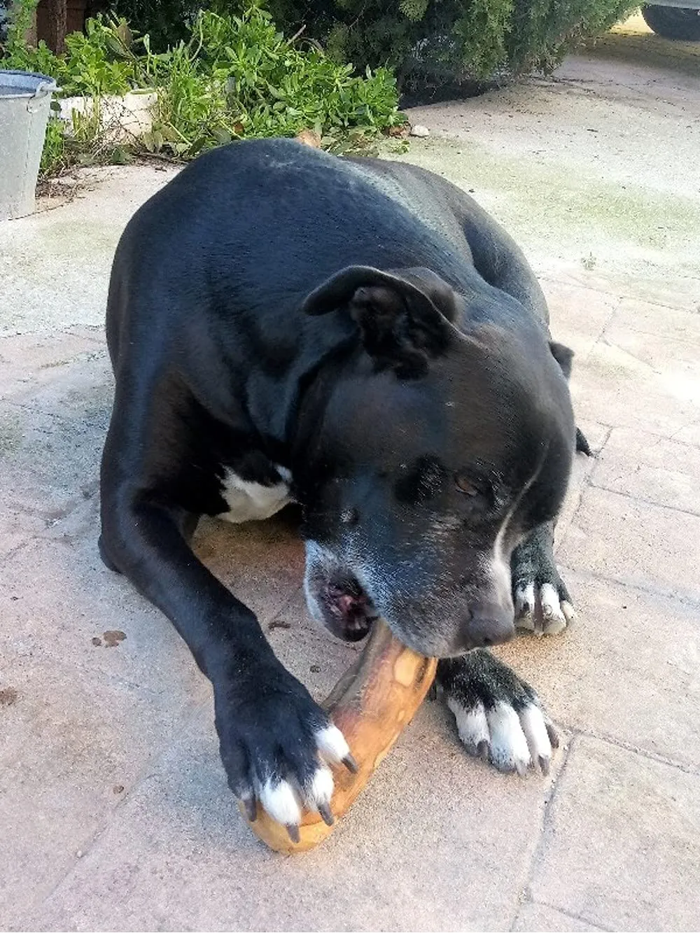 ARTISAN GIFT CO Osso di legno d'olivo naturale per cani, 20 cm - immagine 7