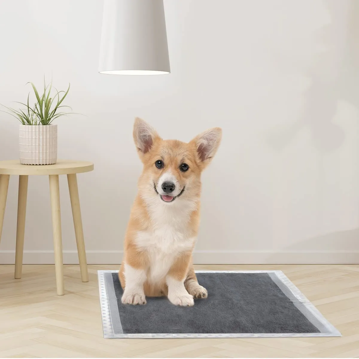 Record Assorbipiù Traverse Cani ai Carboni Attivi Usa e Getta, 60x60cm, 40 pz - immagine 5